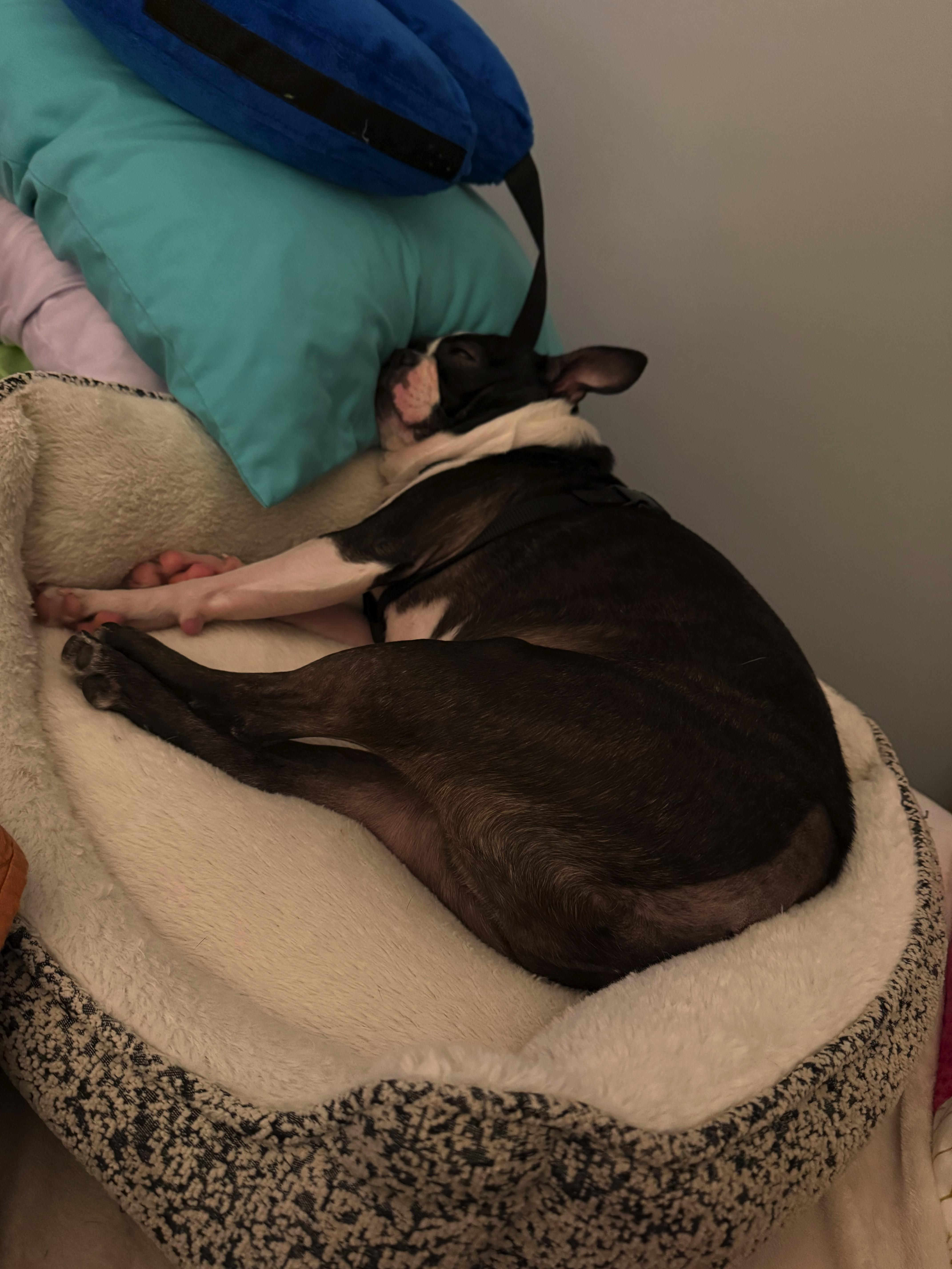 Enlarge Lucifer in KS, a ADOPTABLE Boston Terrier in Wichita, KS image 3/6