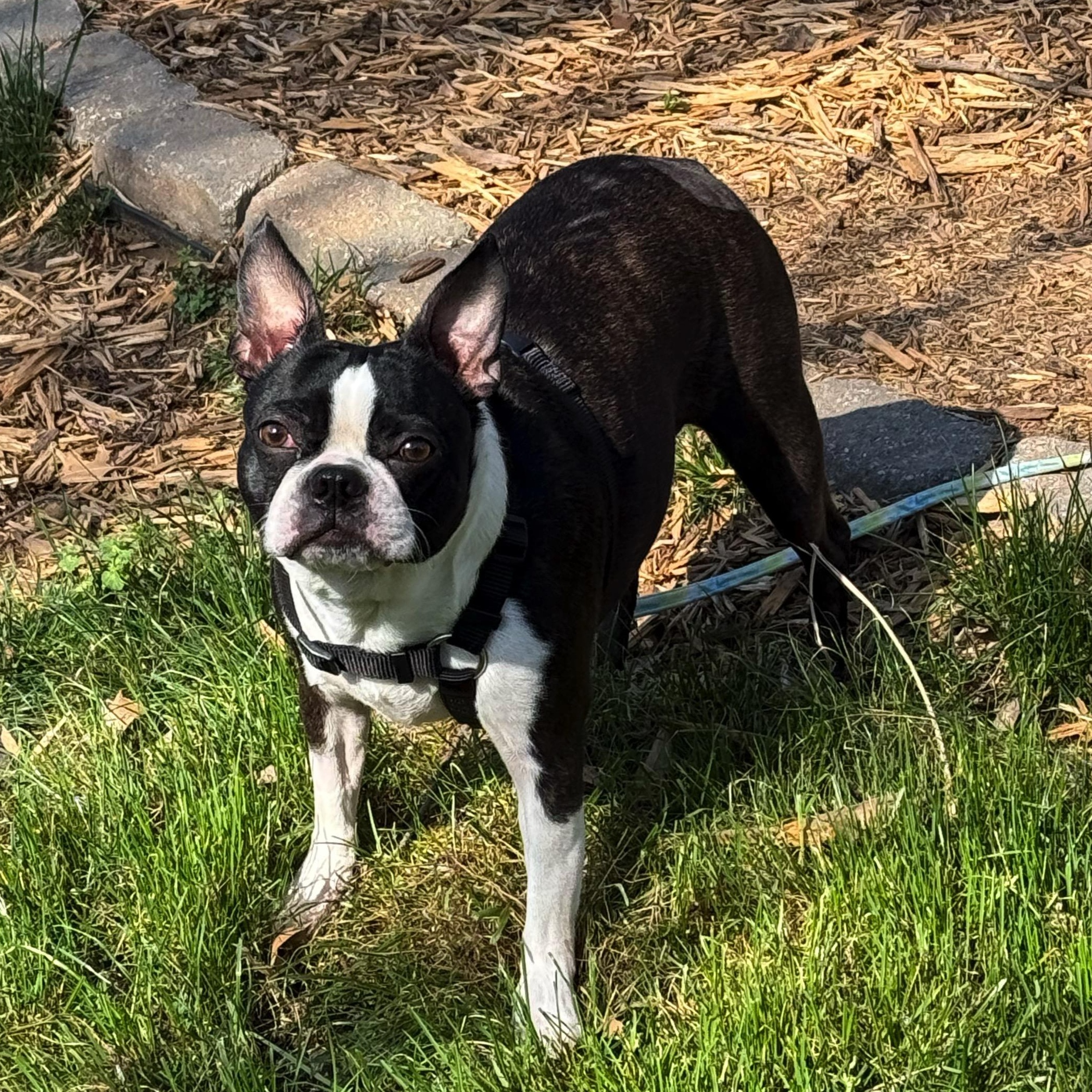 Enlarge Lucifer in KS, a ADOPTABLE Boston Terrier in Wichita, KS image 2/6