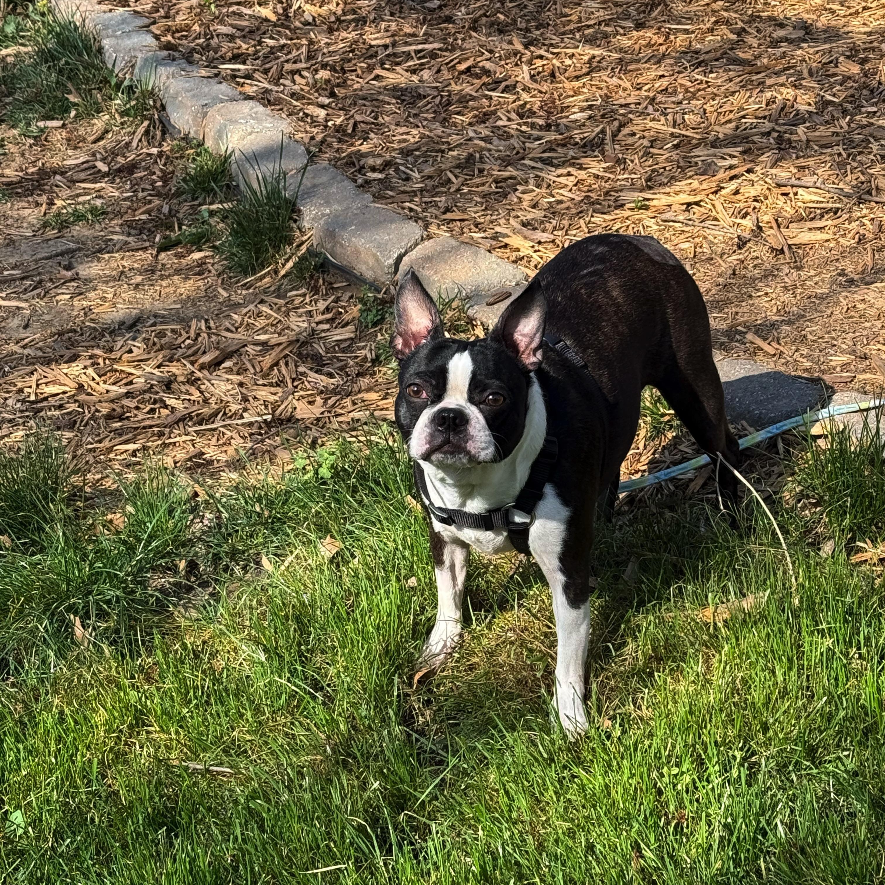 Enlarge Lucifer in KS, a ADOPTABLE Boston Terrier in Wichita, KS image 1/6