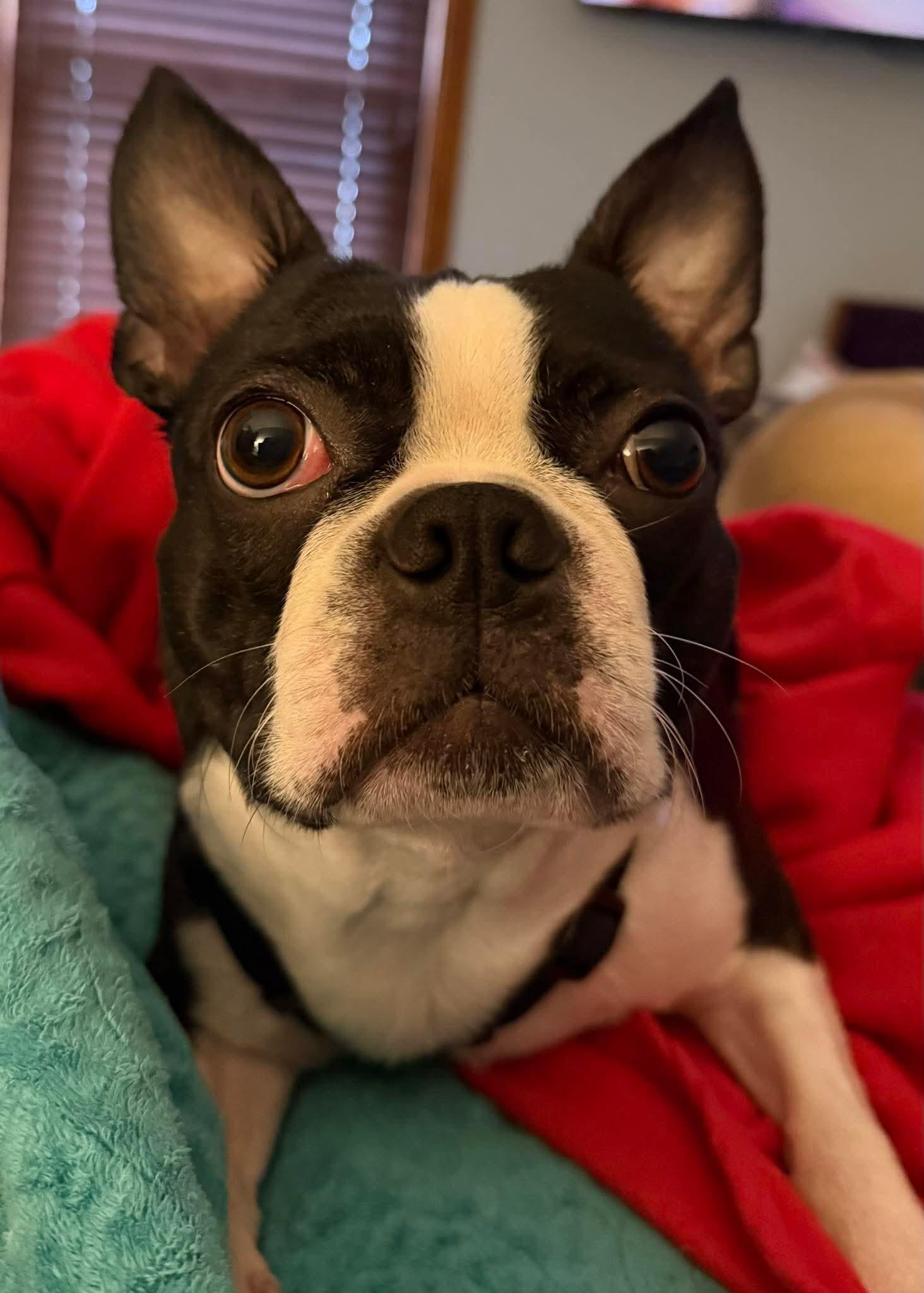 Enlarge Lucifer in KS, a ADOPTABLE Boston Terrier in Wichita, KS image 6/6