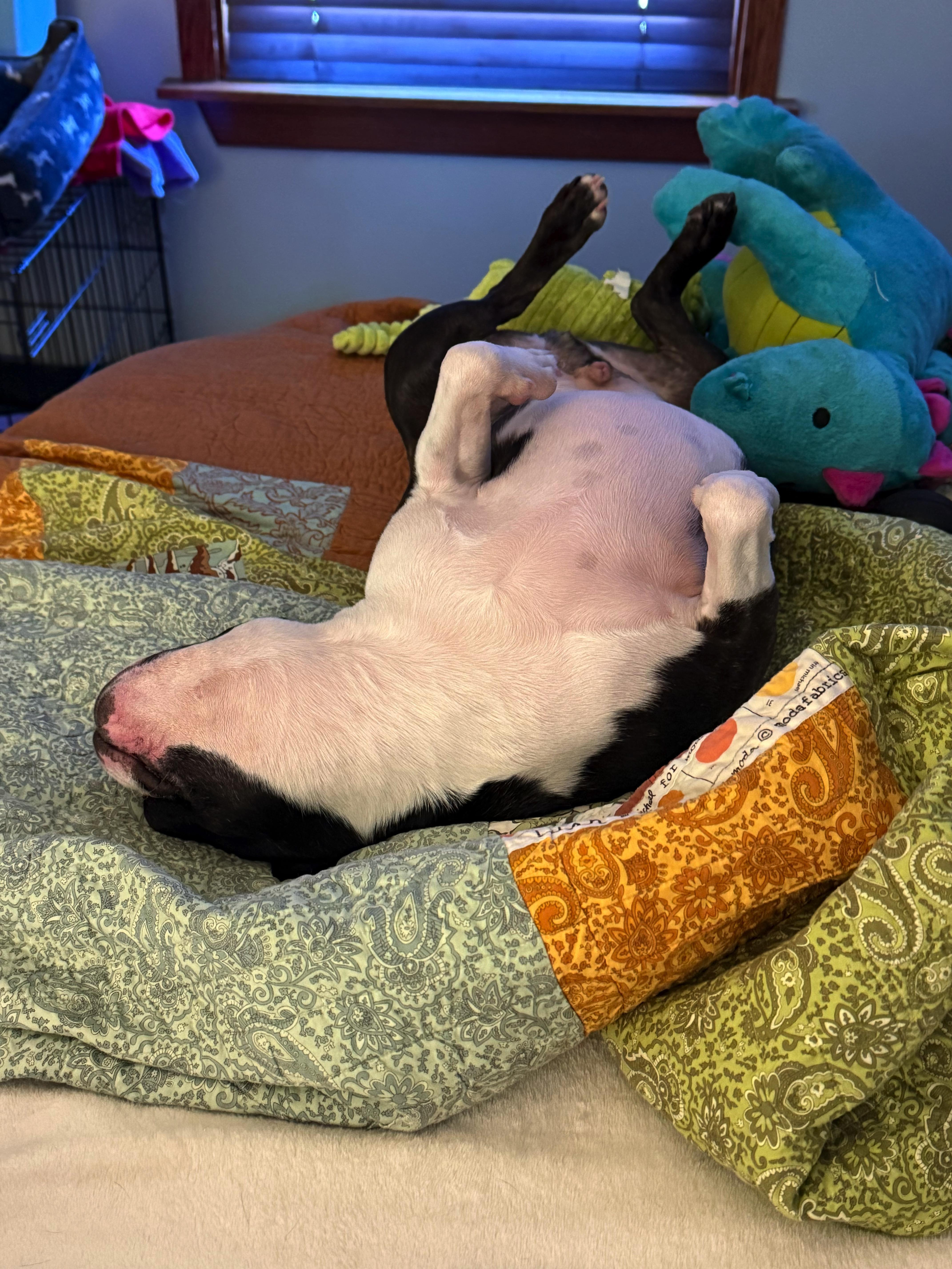 Enlarge Lucifer in KS, a ADOPTABLE Boston Terrier in Wichita, KS image 4/6