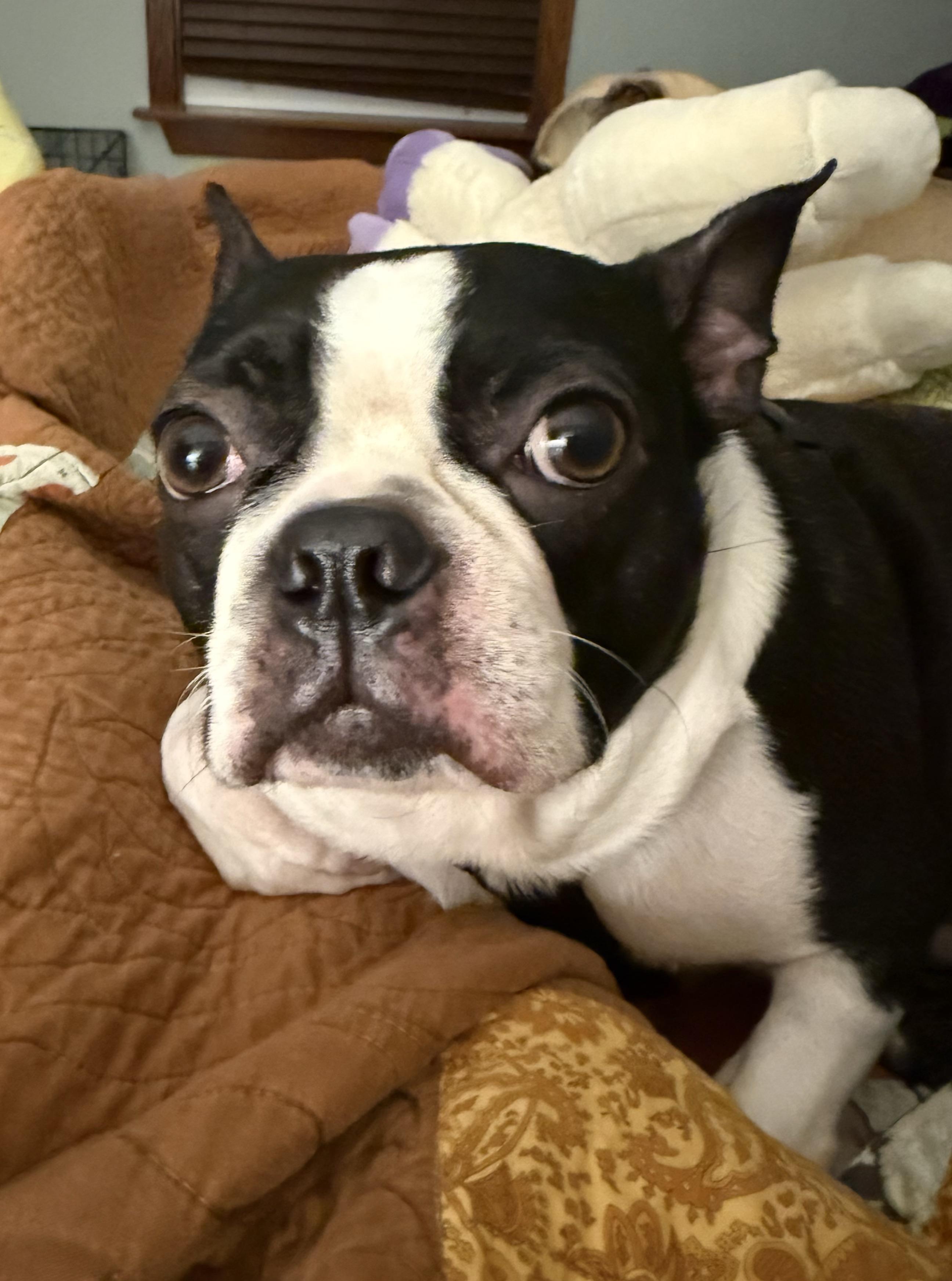 Enlarge Lucifer in KS, a ADOPTABLE Boston Terrier in Wichita, KS image 5/6