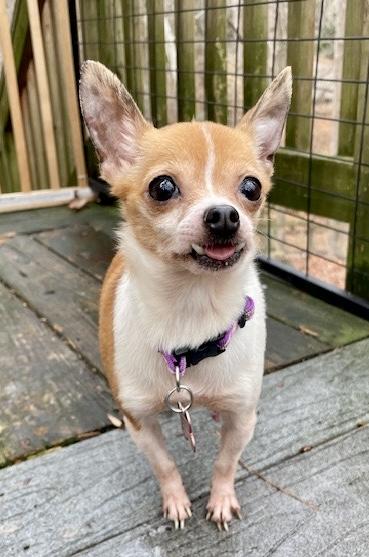 Enlarge Peach, a ADOPTABLE mixed breed in Pittsboro, NC image 3/4