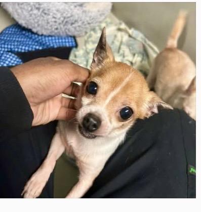 Peach, ADOPTABLE, Senior Female Chihuahua.