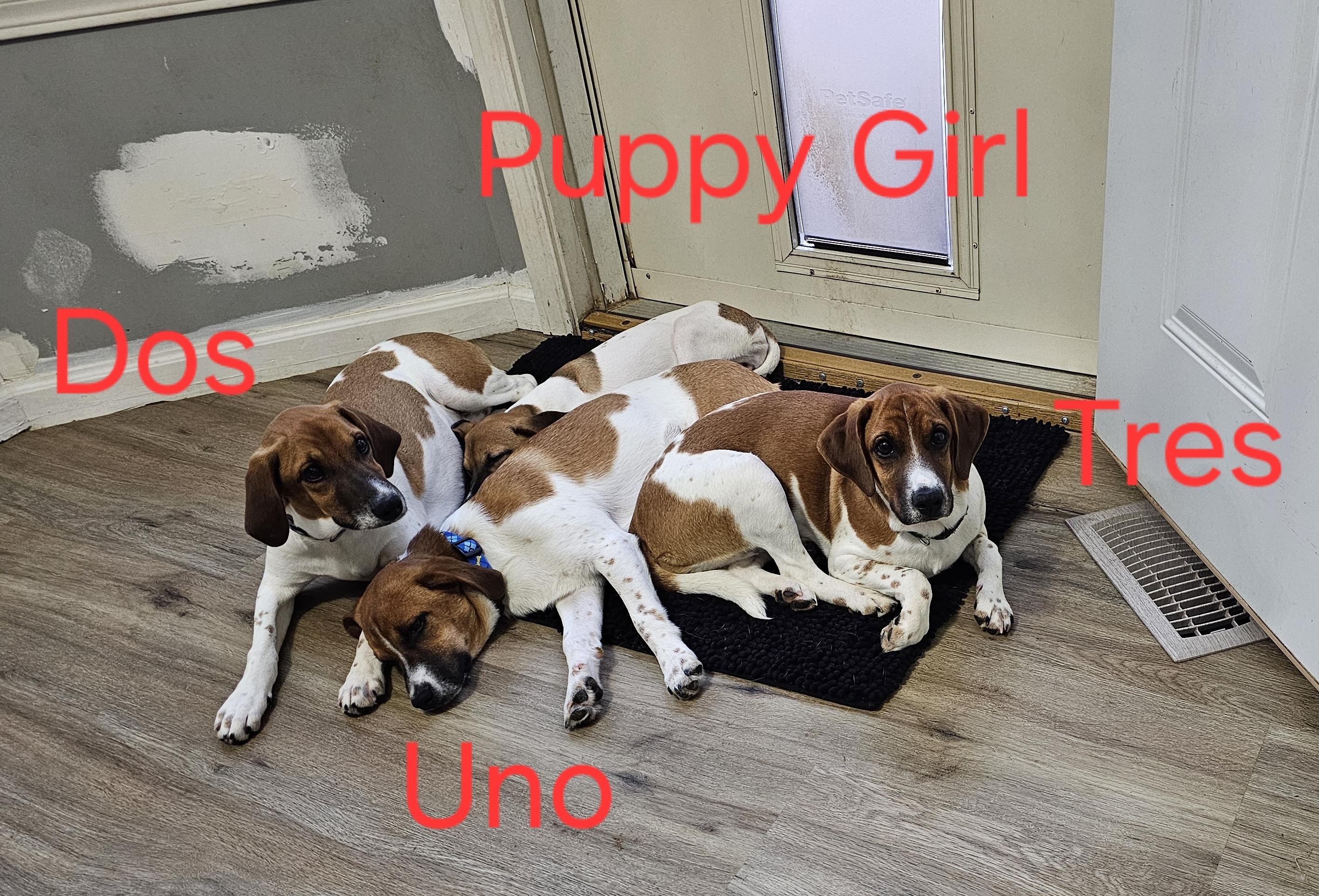 Enlarge Dos, a ADOPTABLE mixed breed in Aurora, IL image 3/3