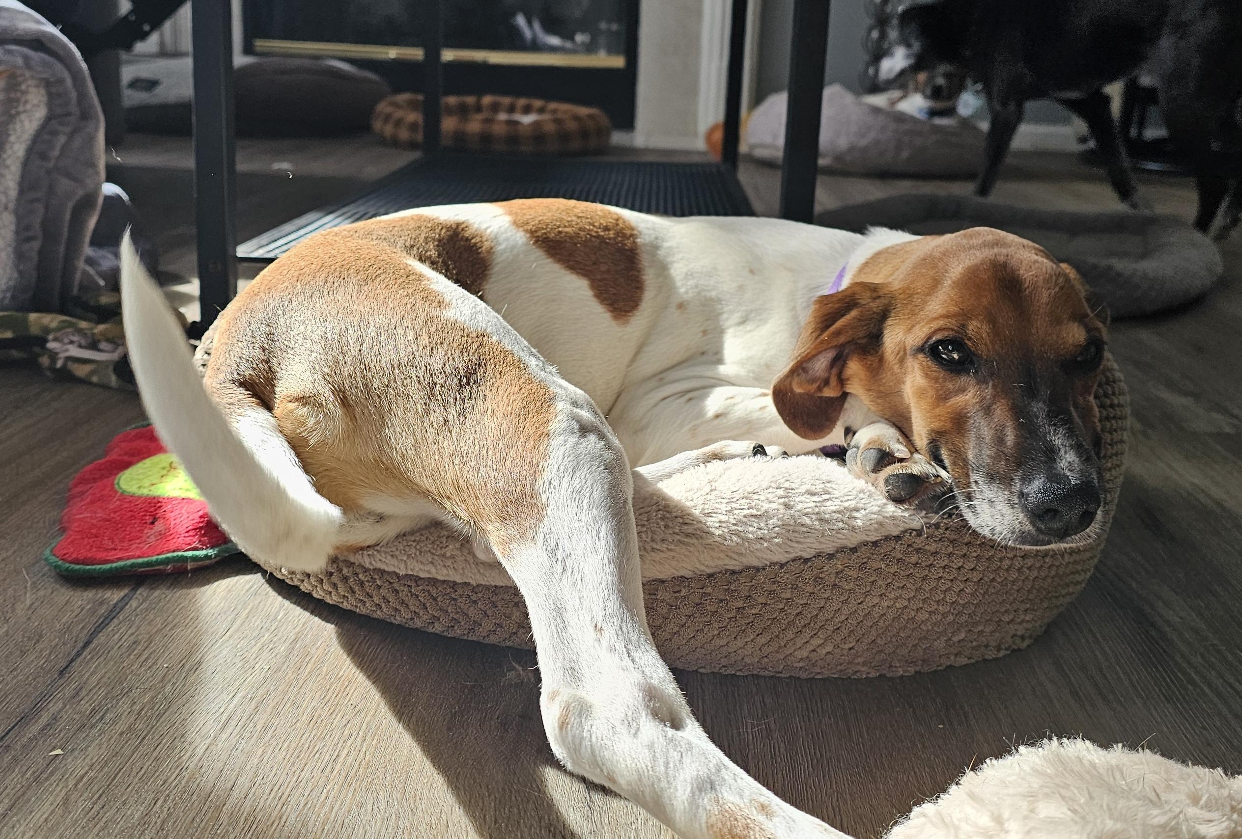 Enlarge Dos, a ADOPTABLE mixed breed in Aurora, IL image 1/3