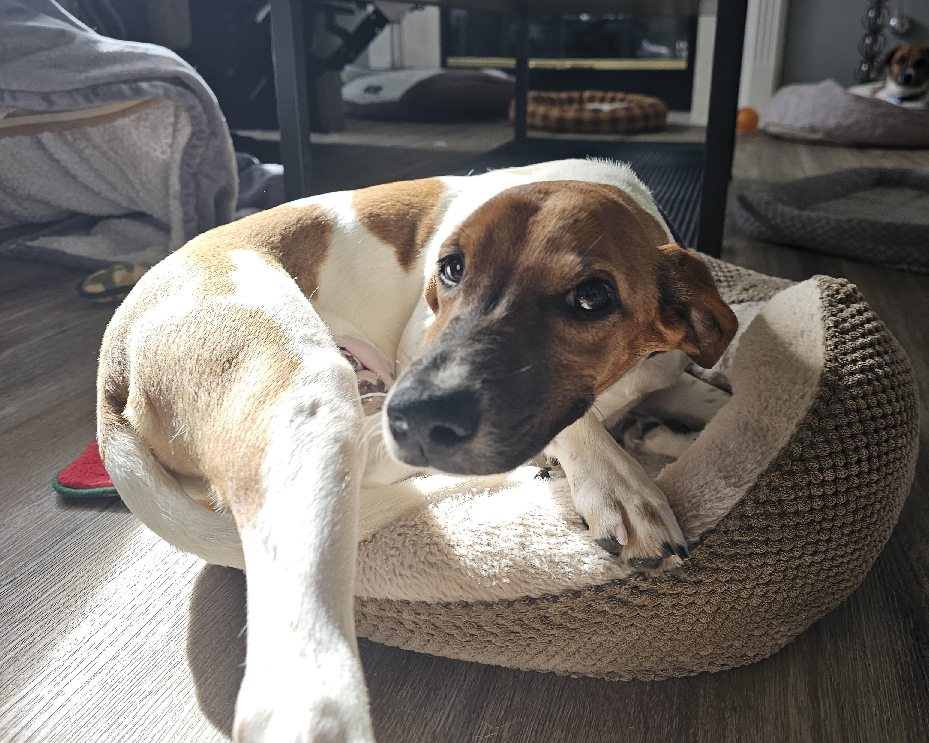 Enlarge Dos, a ADOPTABLE mixed breed in Aurora, IL image 2/3