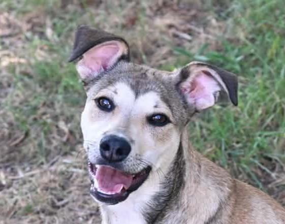 Maggie, Adoptable, Puppy Female Labrador Retriever & Terrier.