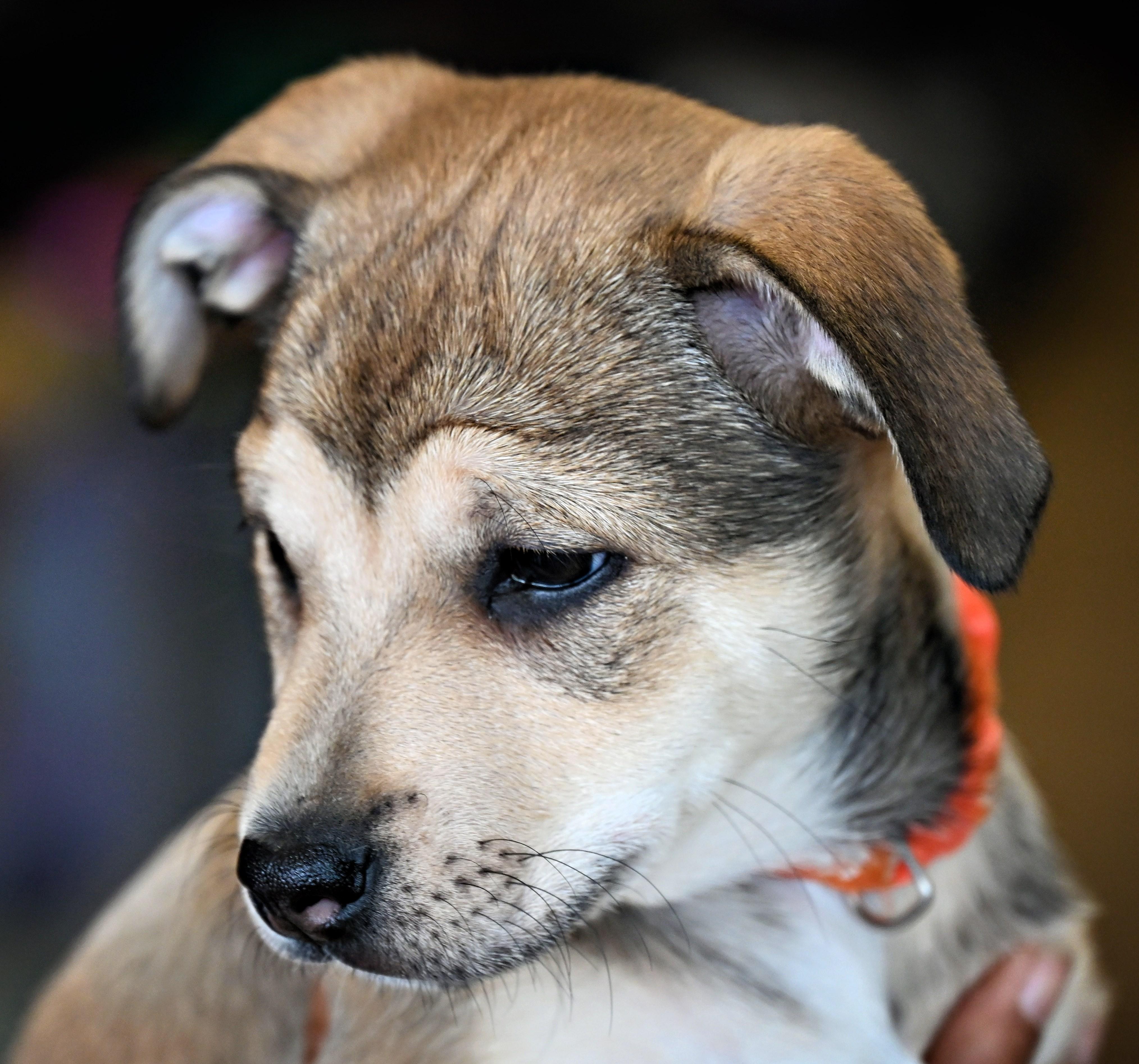Enlarge Maggie, a Adoptable mixed breed in Ellicott City, MD image 2/6