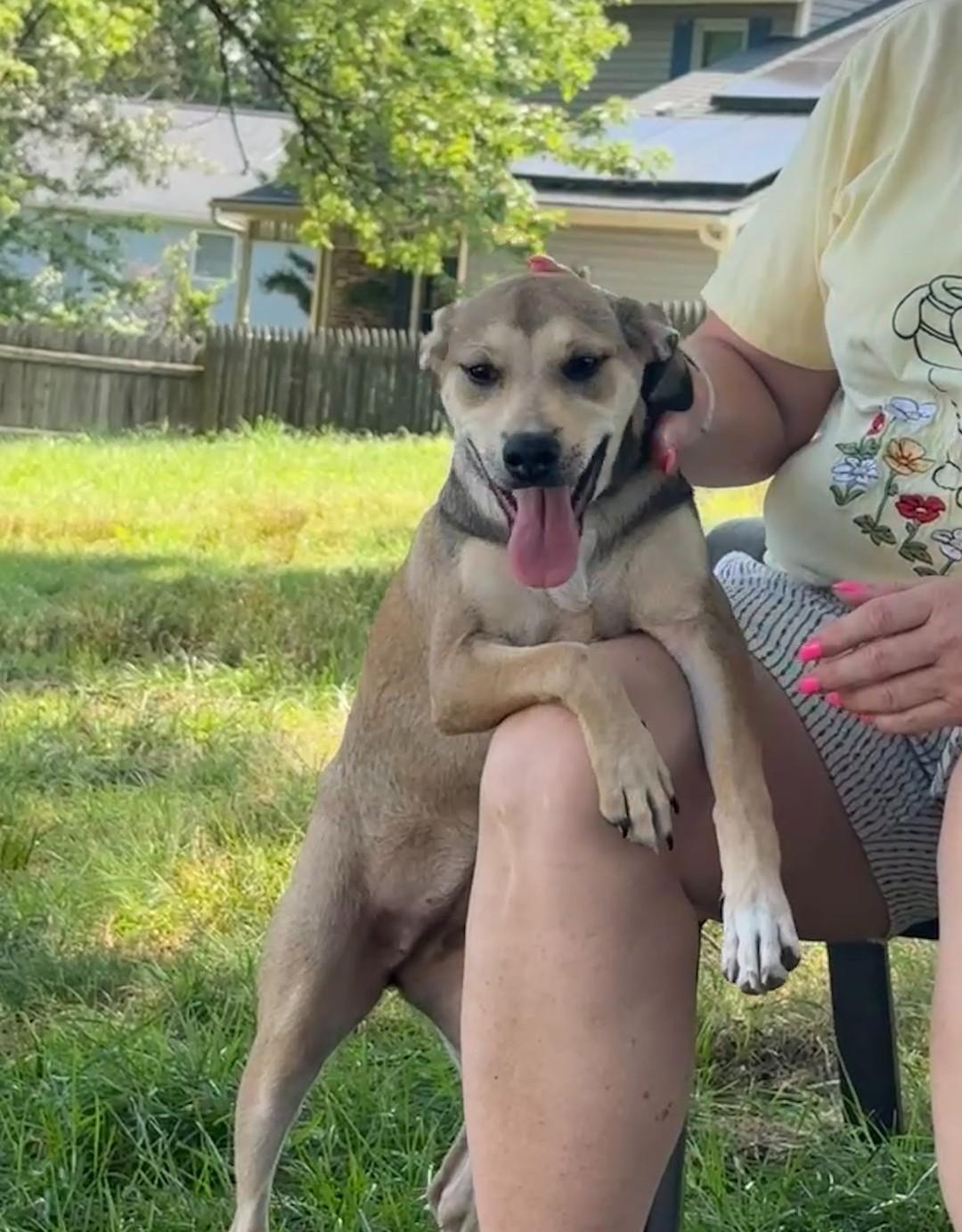 Maggie, a Adoptable mixed breed in Ellicott City, MD image 1/5
