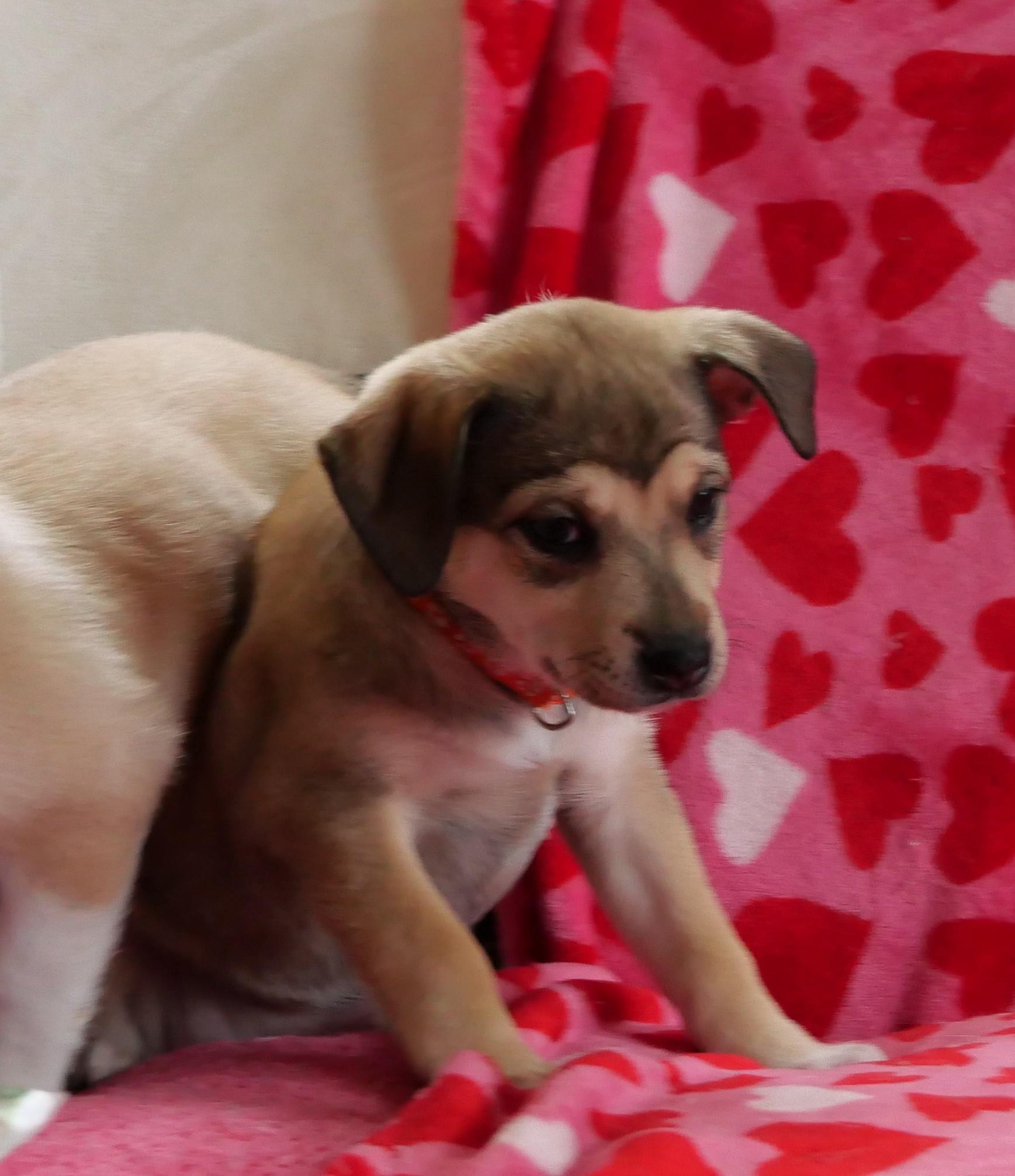 Maggie, a Adoptable mixed breed in Ellicott City, MD image 3/3