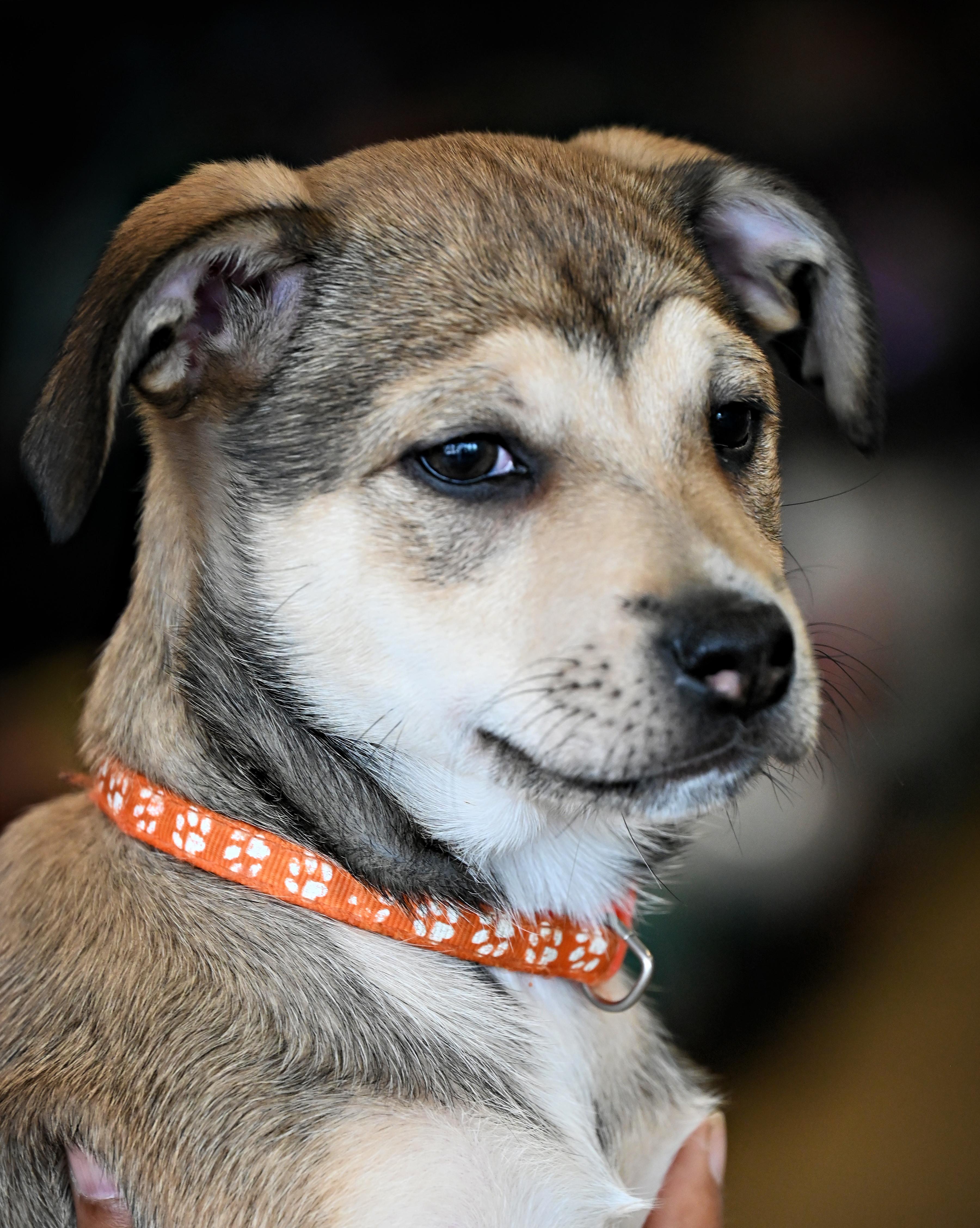 Enlarge Maggie, a Adoptable mixed breed in Ellicott City, MD image 4/6
