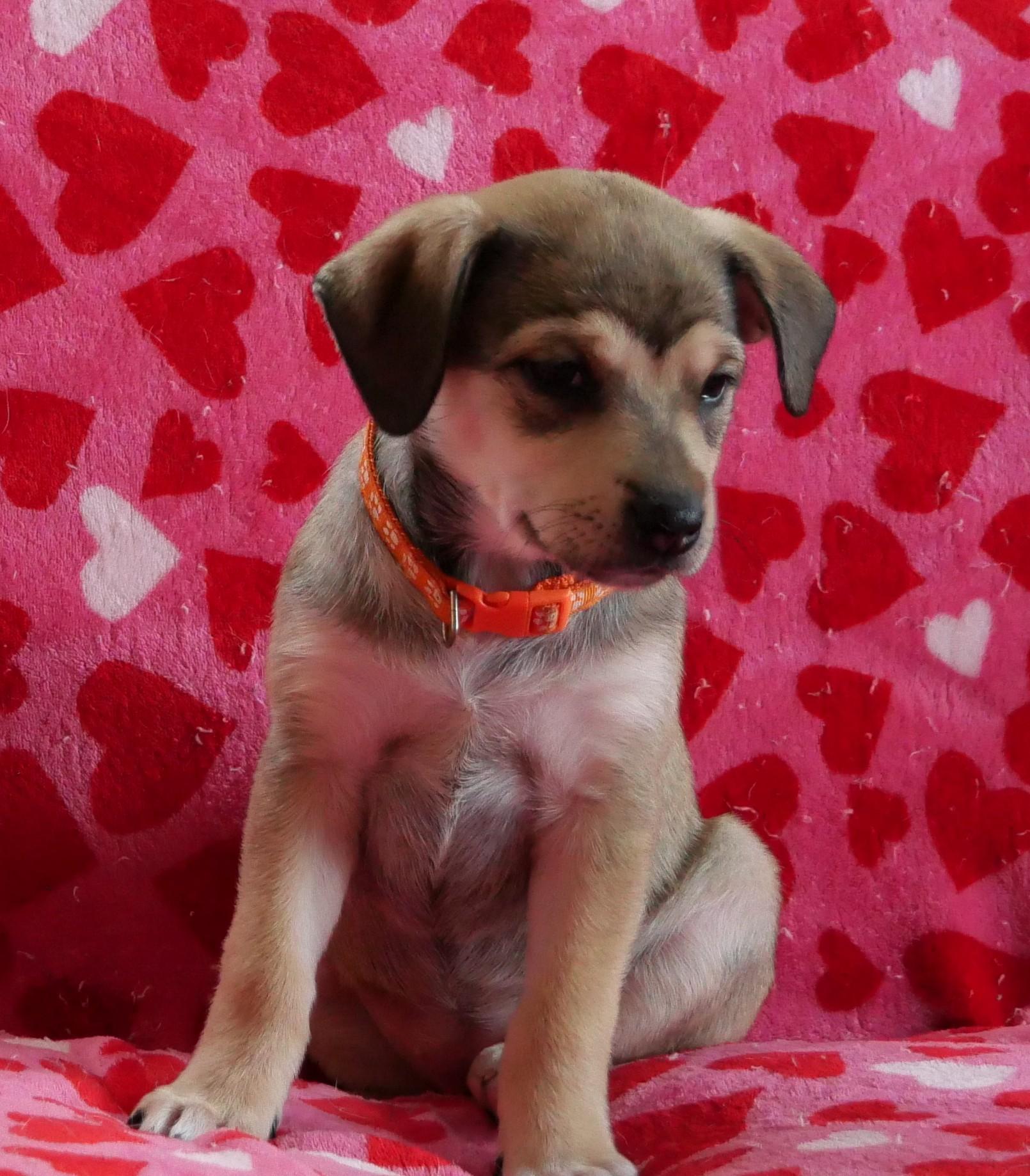 Maggie, a Adoptable mixed breed in Ellicott City, MD image 1/3