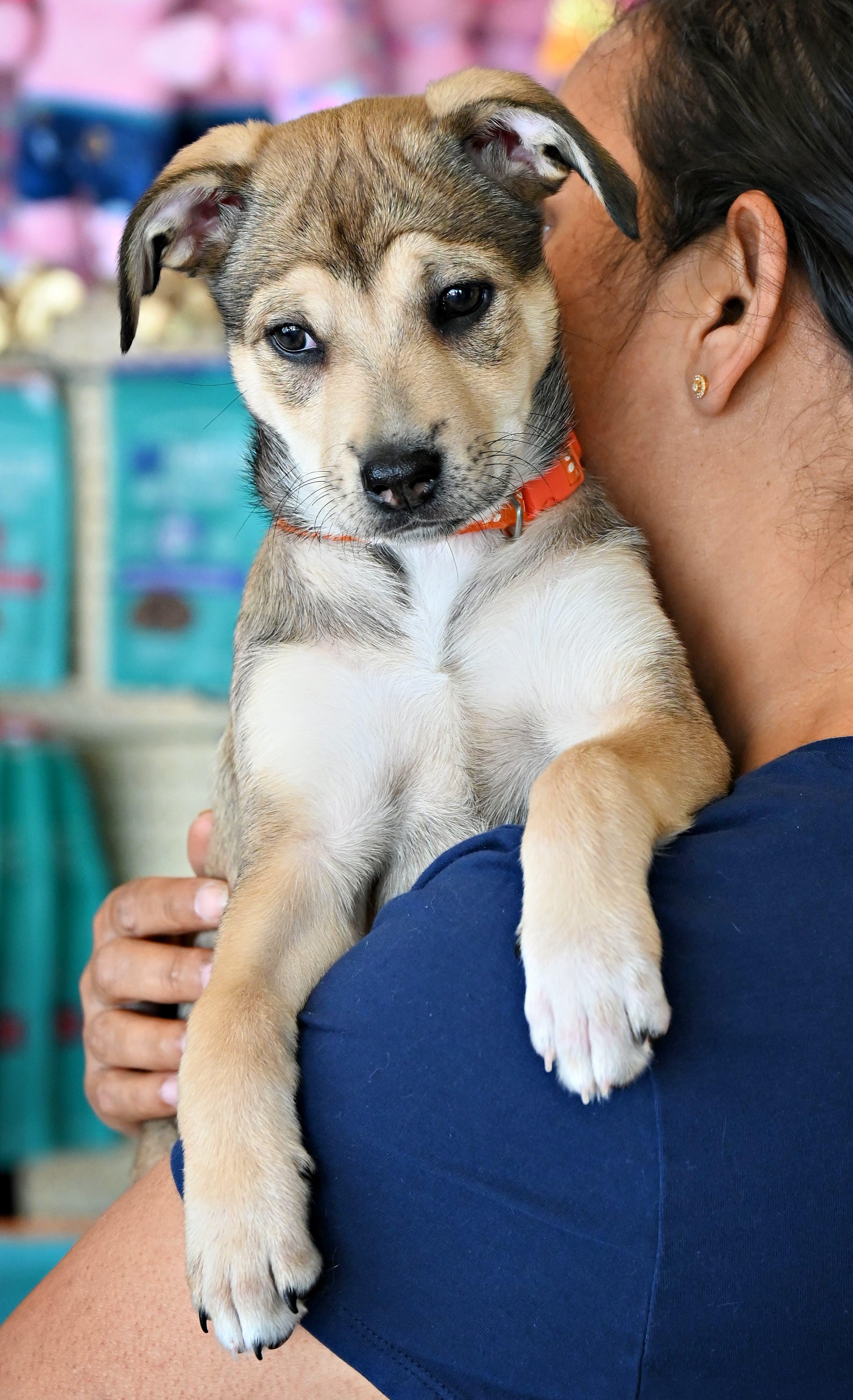 Maggie, Adoptable, Puppy Female Labrador Retriever & Terrier.