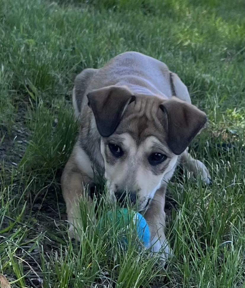 Enlarge Maggie, a Adoptable mixed breed in Ellicott City, MD image 2/6