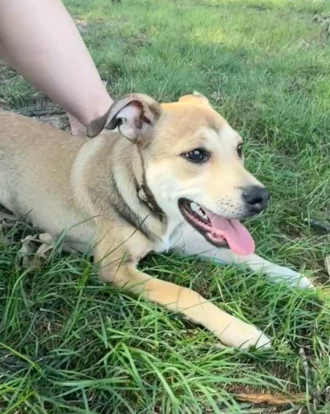 Maggie, a Adoptable mixed breed in Ellicott City, MD image 3/5