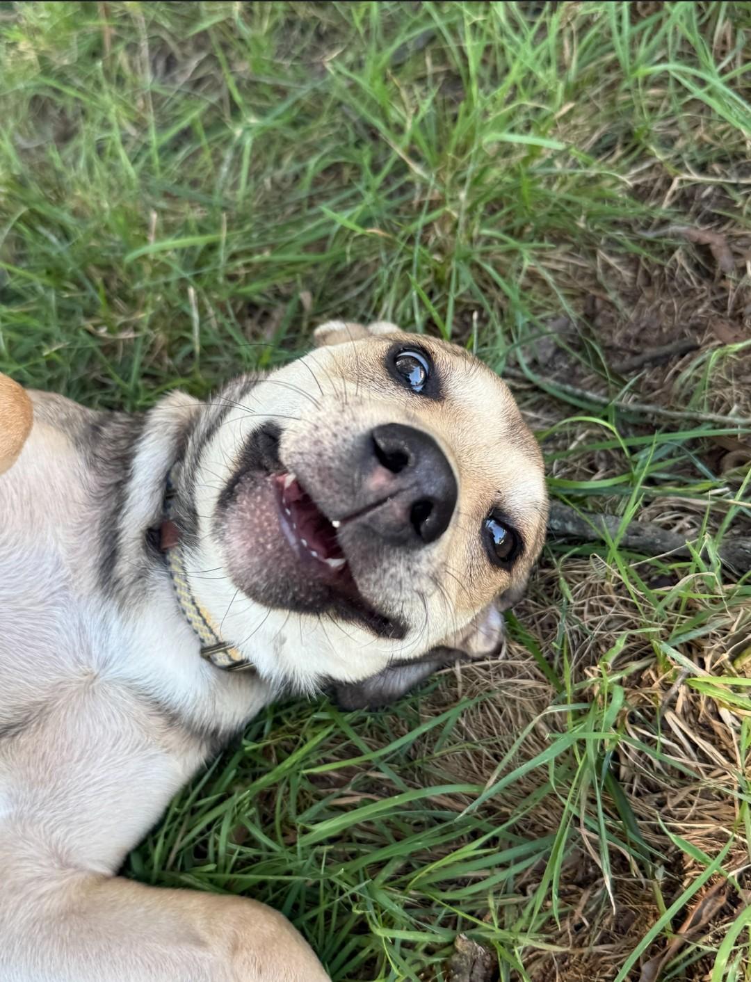 Maggie, a Adoptable mixed breed in Ellicott City, MD image 5/5