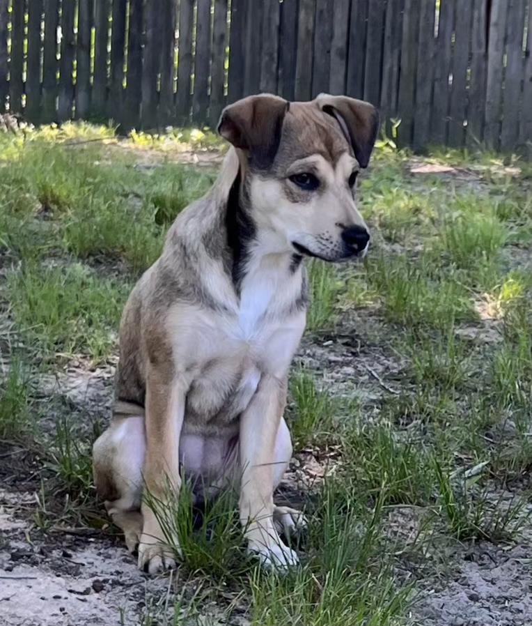 Enlarge Maggie, a Adoptable mixed breed in Ellicott City, MD image 1/6