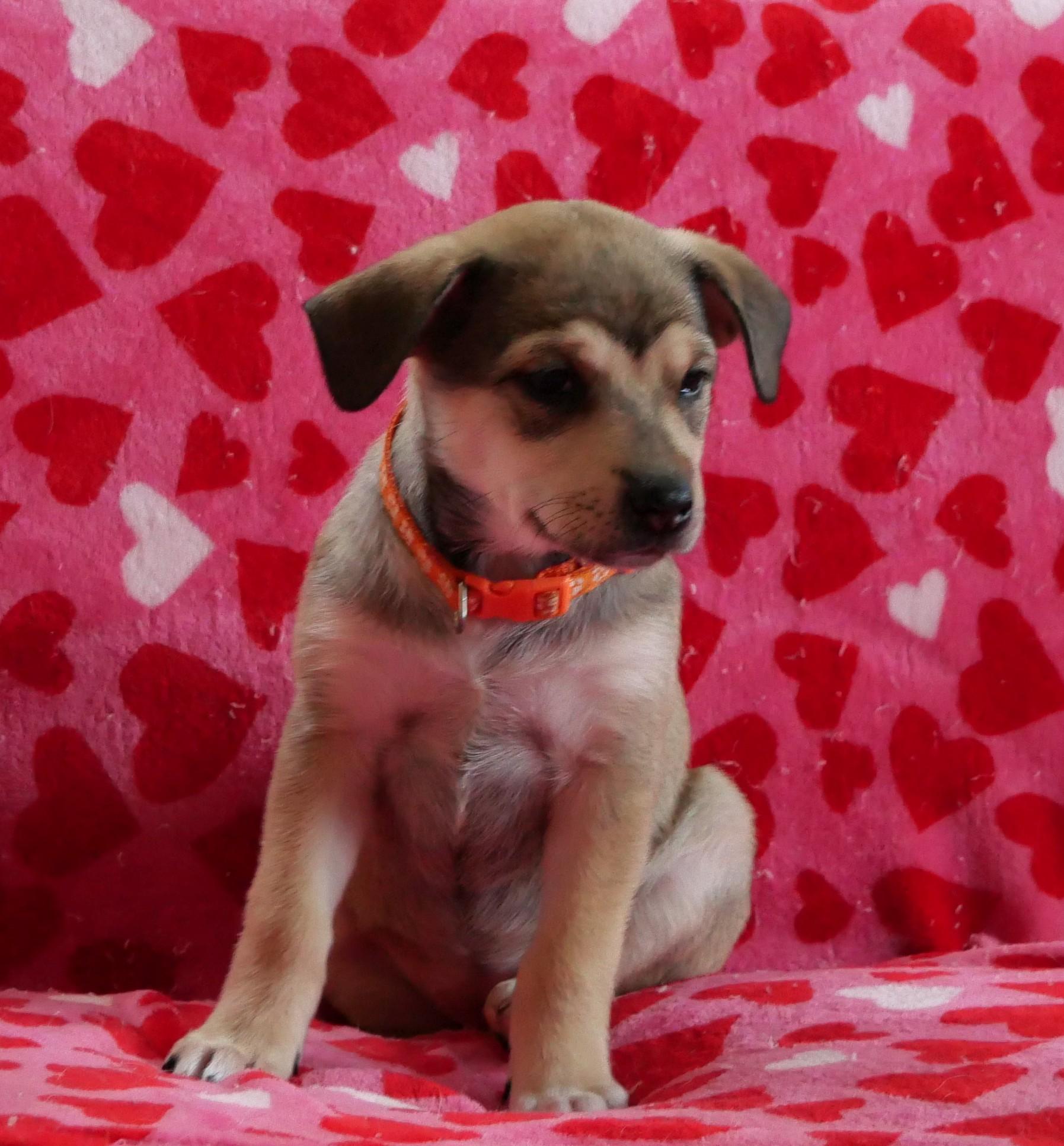 Maggie, a Adoptable mixed breed in Ellicott City, MD image 2/3