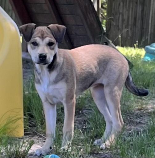 Enlarge Maggie, a Adoptable mixed breed in Ellicott City, MD image 3/6