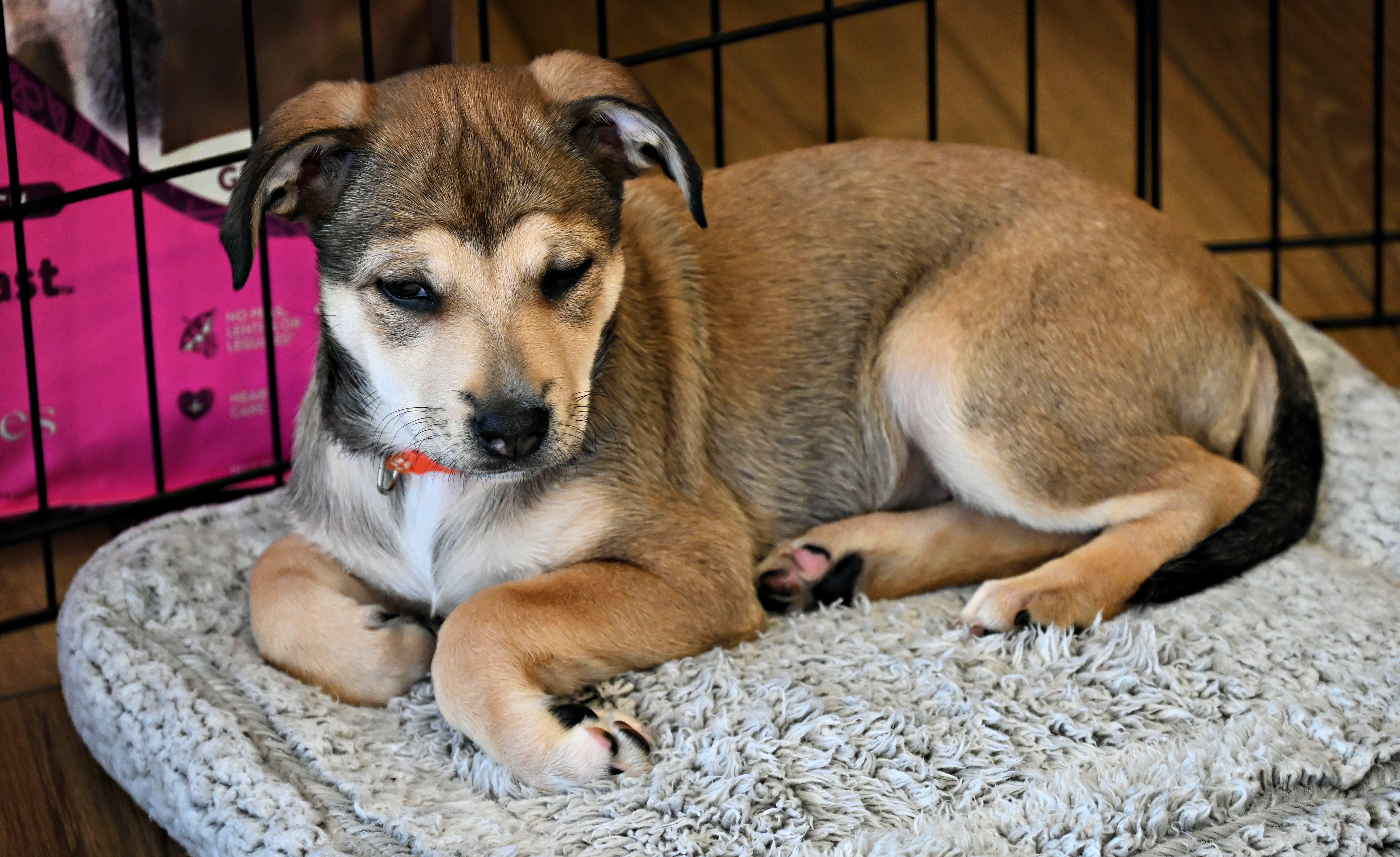 Maggie, Adoptable, Puppy Female Labrador Retriever & Terrier.