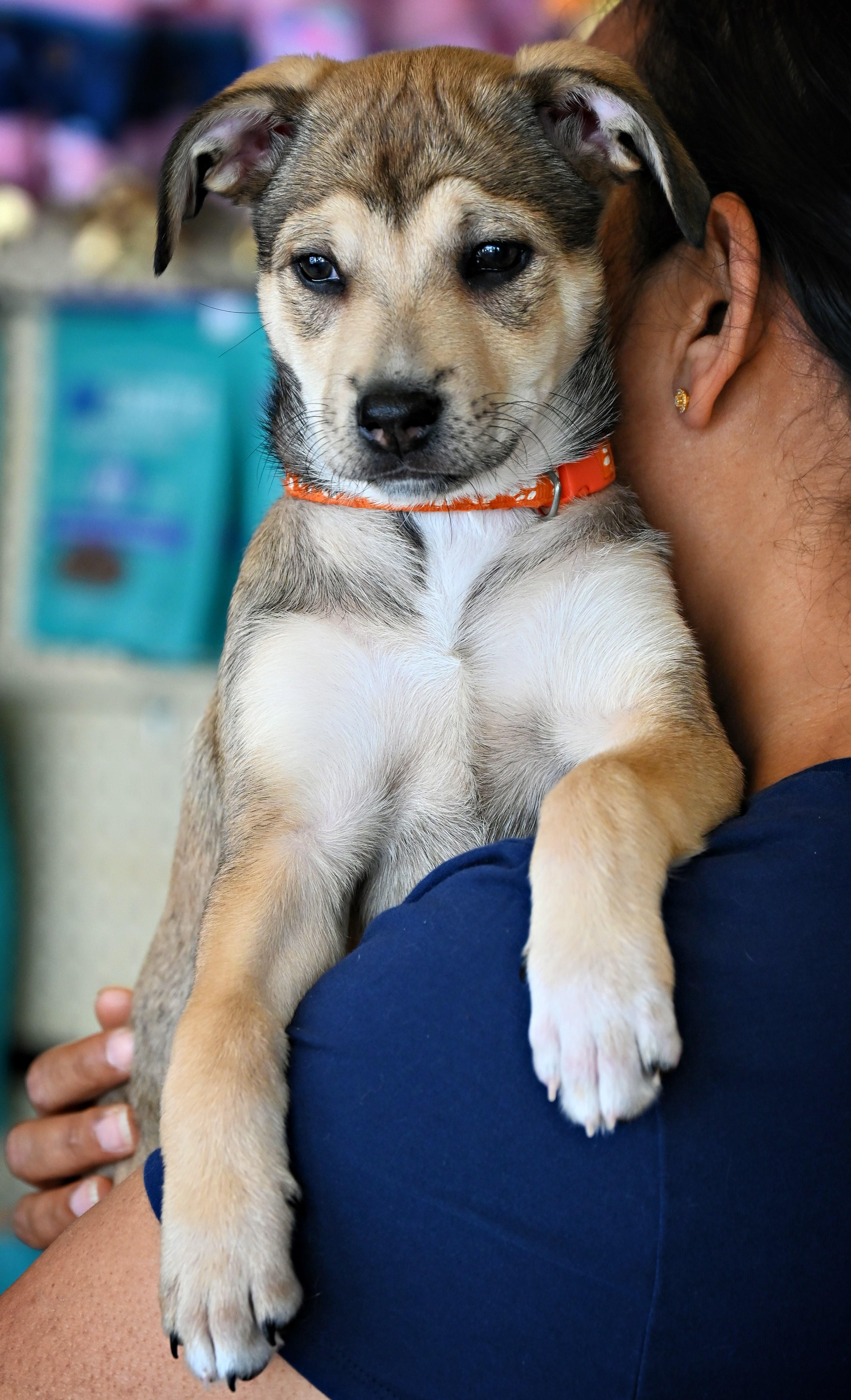 Enlarge Maggie, a Adoptable mixed breed in Ellicott City, MD image 3/6