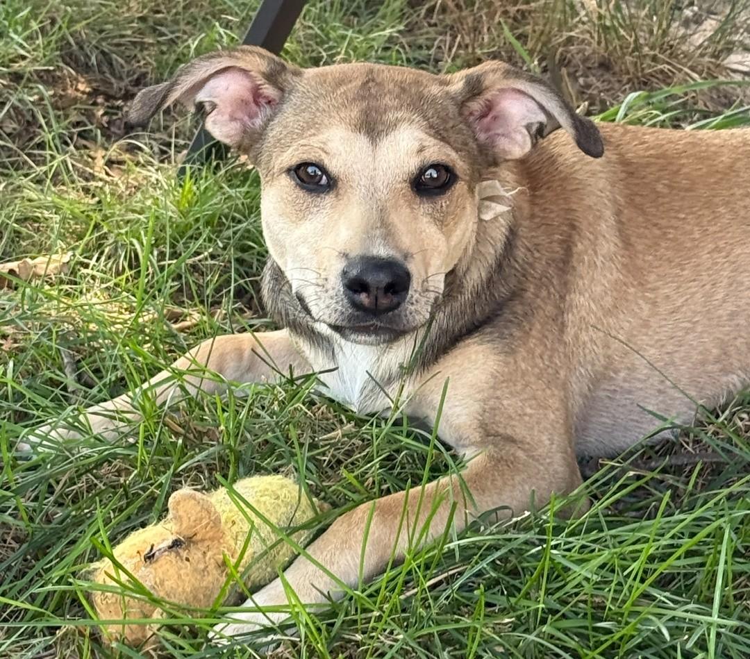 Maggie, a Adoptable mixed breed in Ellicott City, MD image 4/5