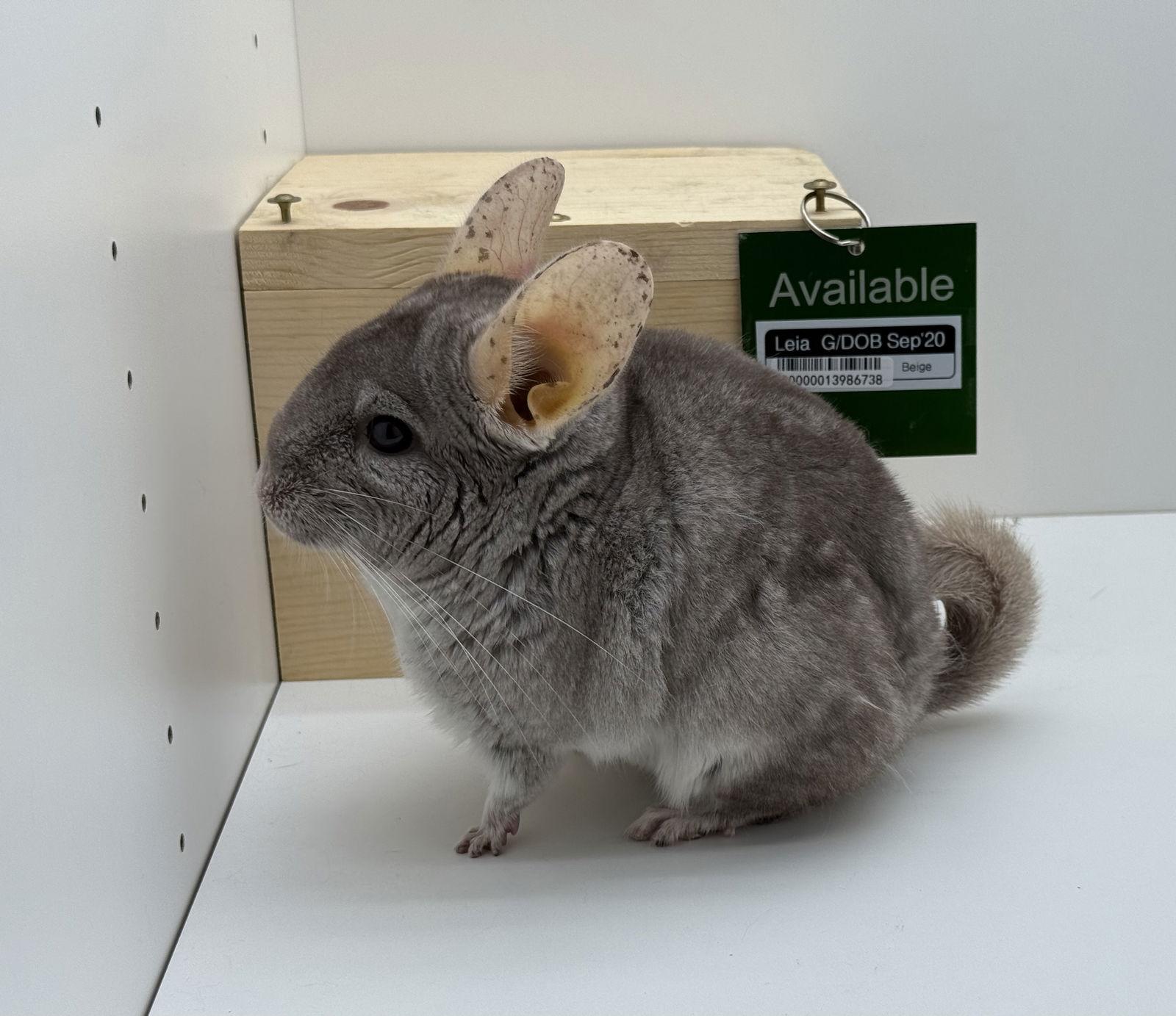 Leia, Adoptable, Adult Female Chinchilla.