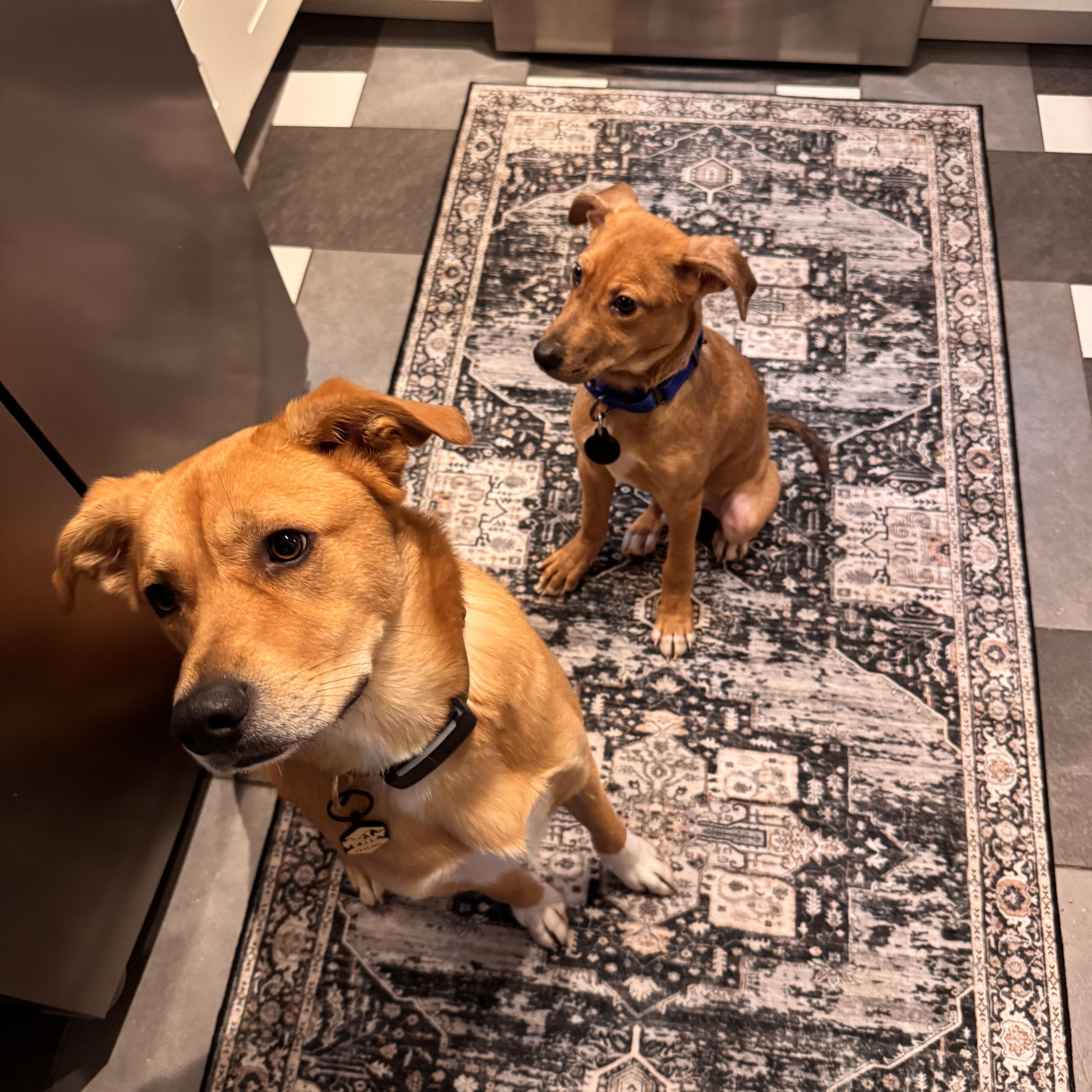 Enlarge Milo, a ADOPTABLE mixed breed in Rock Hill, SC image 6/6