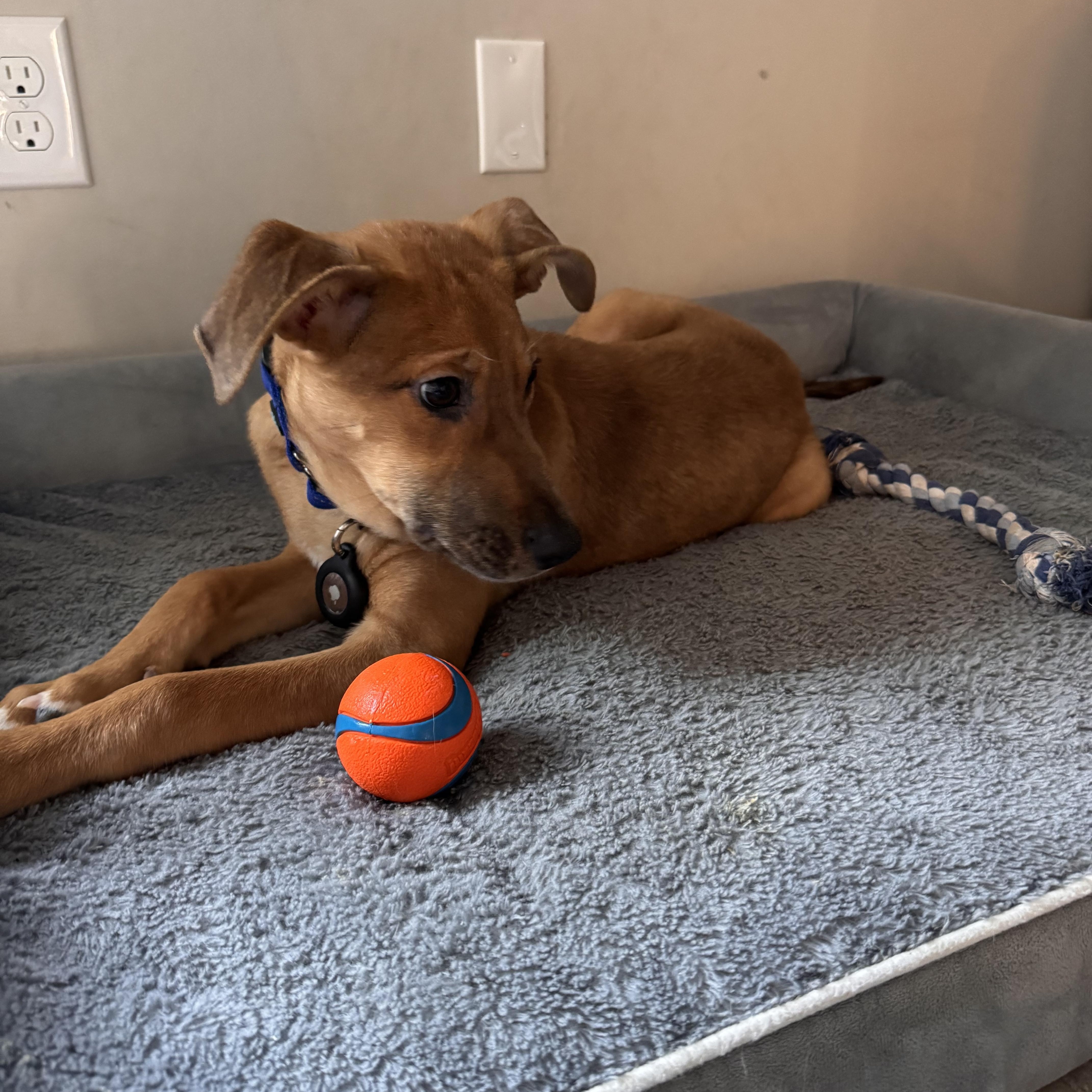 Enlarge Milo, a ADOPTABLE mixed breed in Rock Hill, SC image 5/6