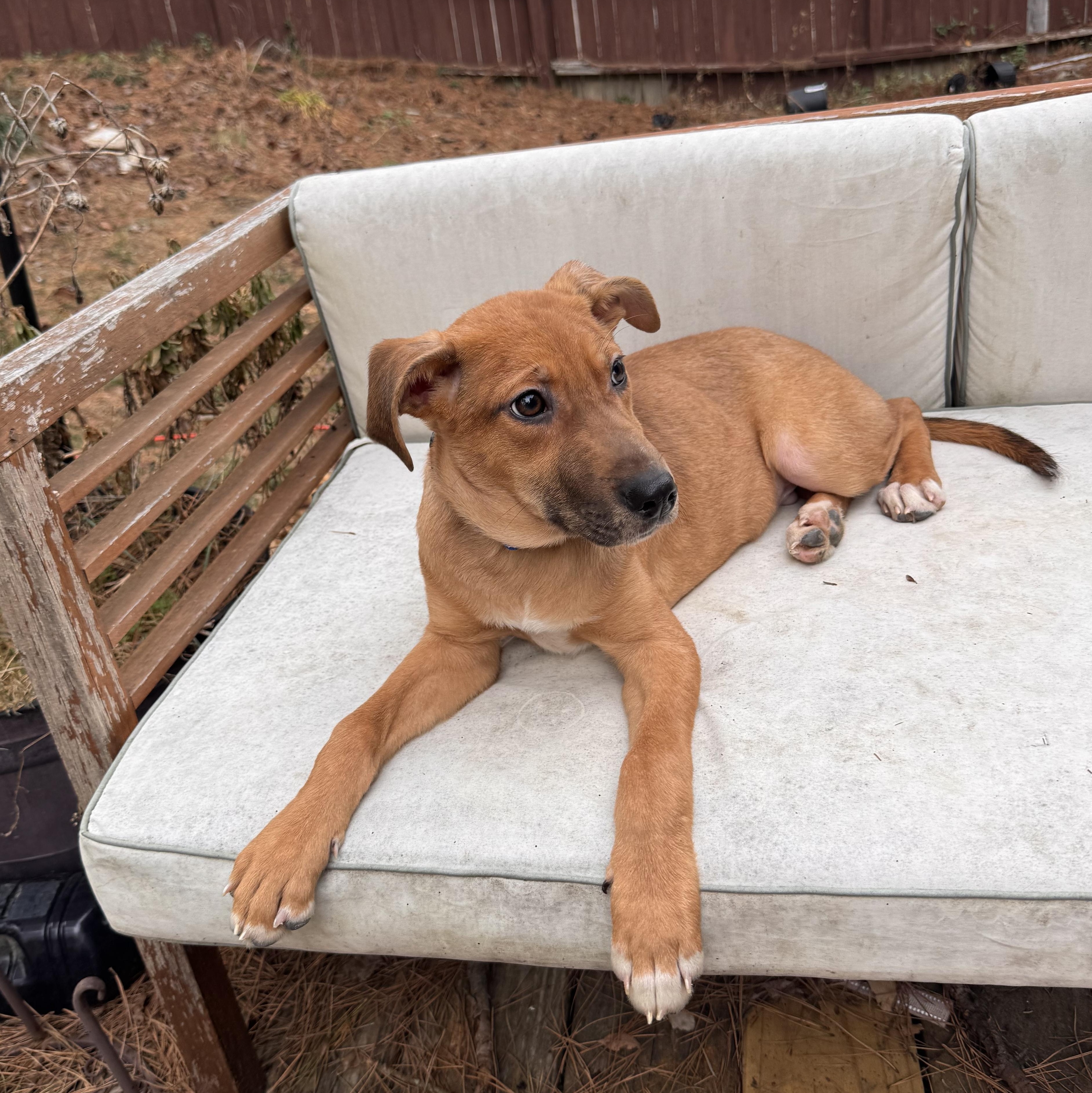 Milo, ADOPTABLE, Puppy Male Great Dane & Catahoula Leopard Dog.