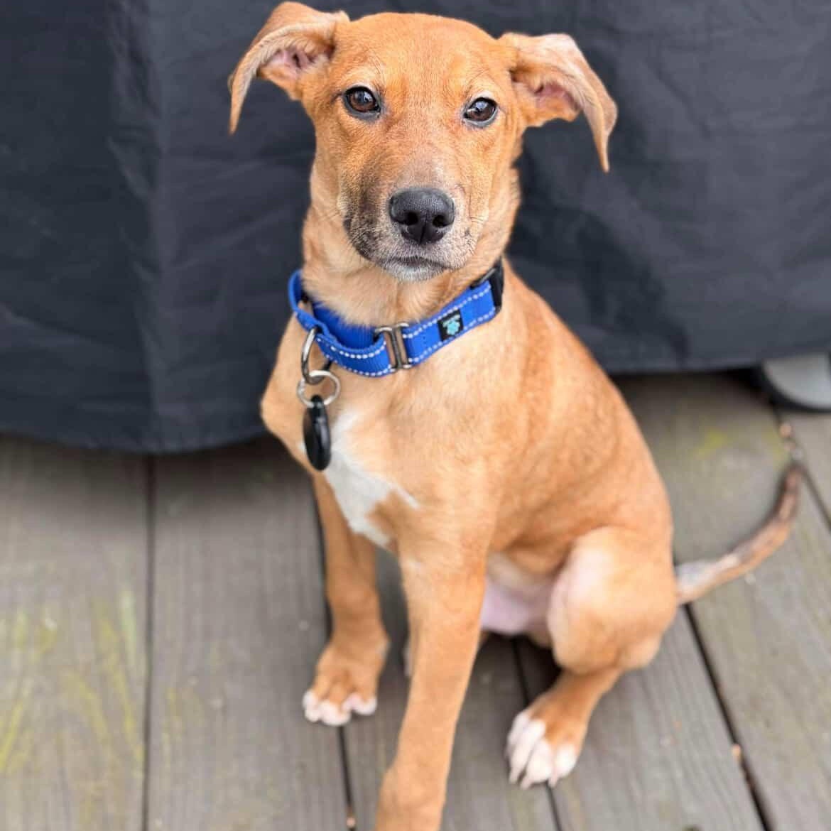 Milo, ADOPTABLE, Puppy Male Great Dane & Catahoula Leopard Dog.