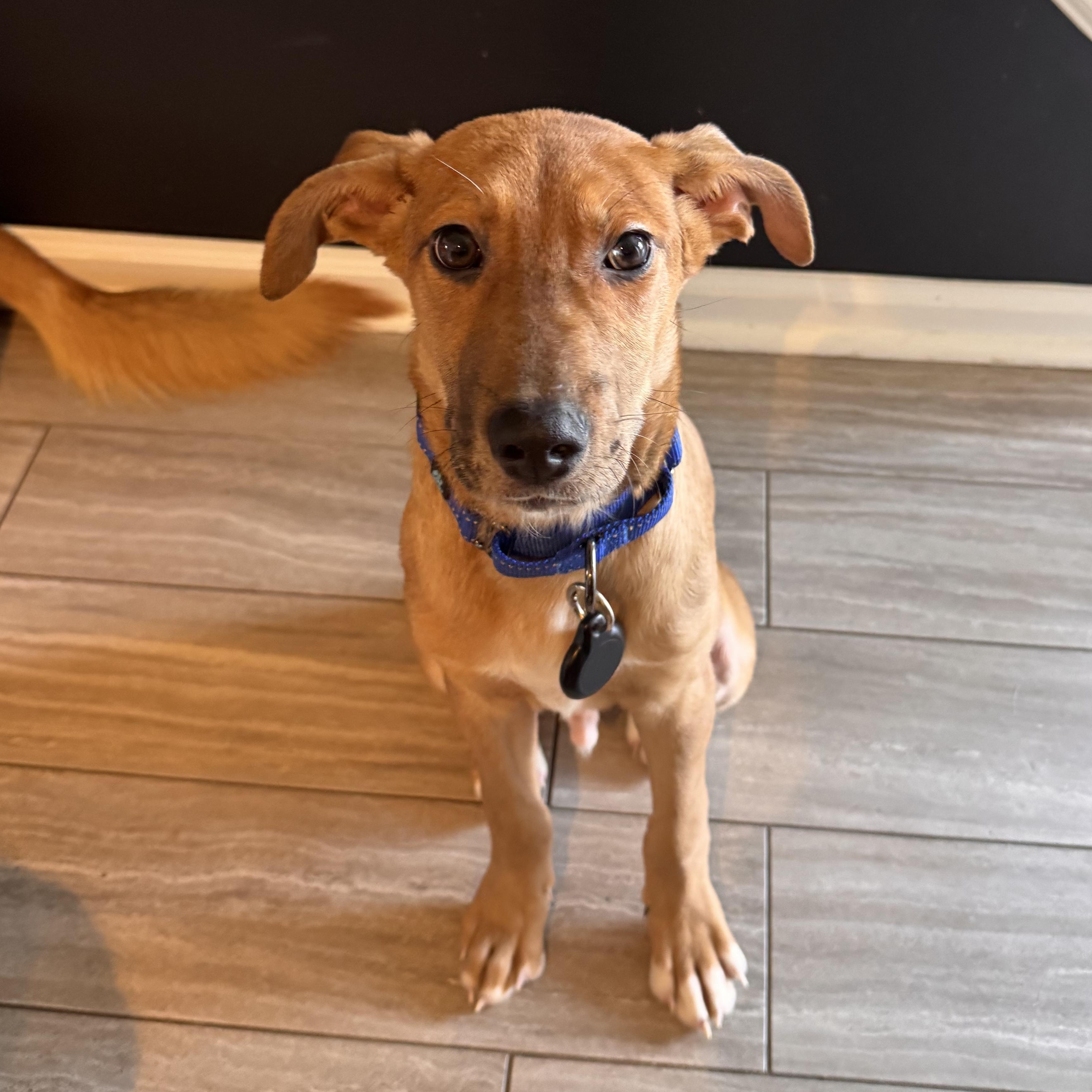 Enlarge Milo, a ADOPTABLE mixed breed in Rock Hill, SC image 2/6