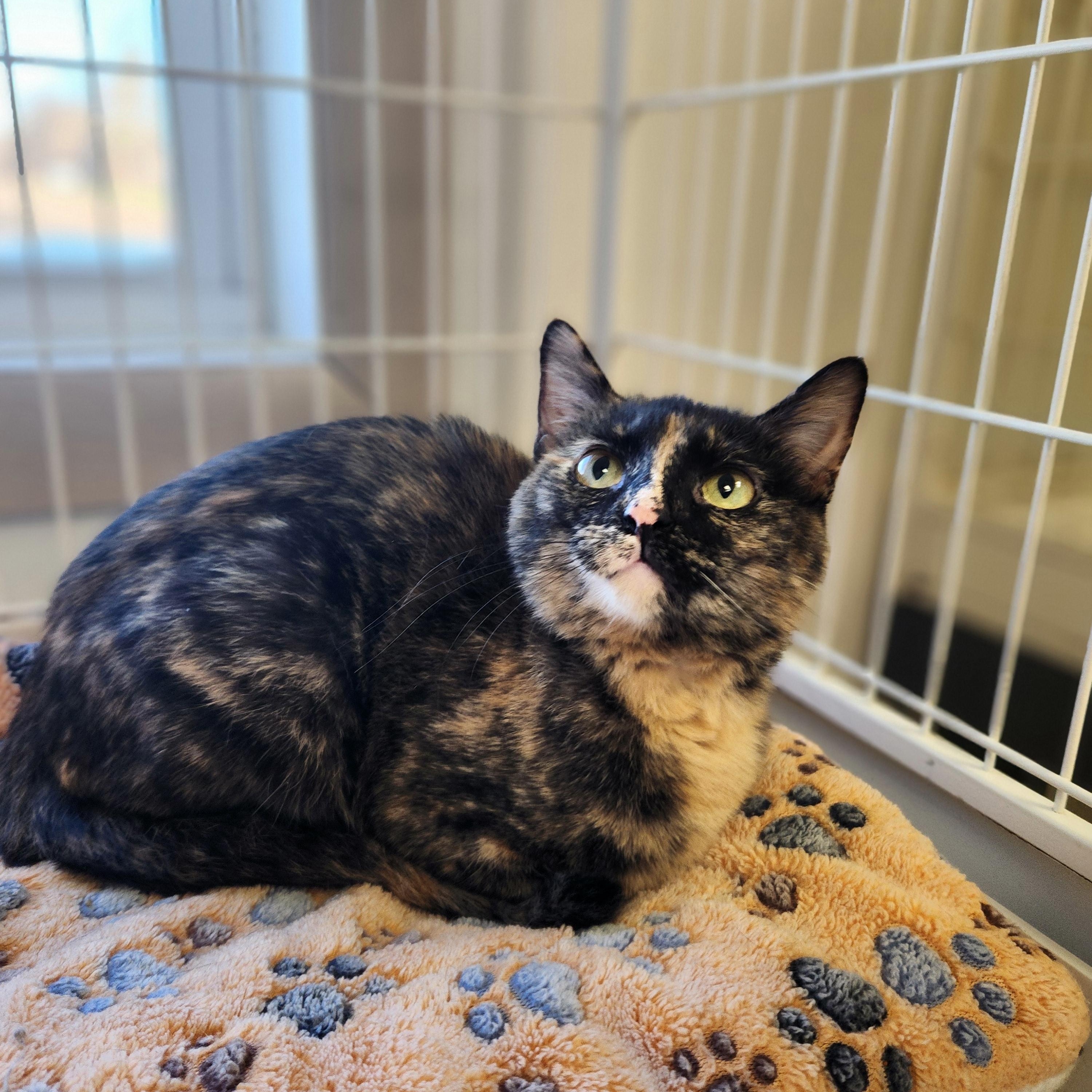 Enlarge Cassie, a ADOPTABLE Tortoiseshell in Waupun, WI image 3/3