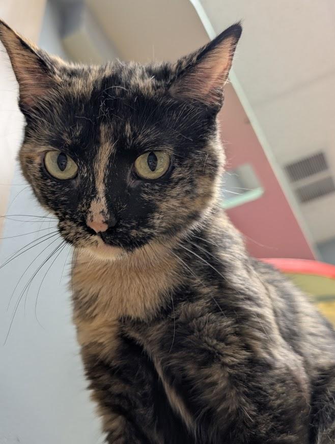 Cassie, Adoptable, Adult Female Tortoiseshell.