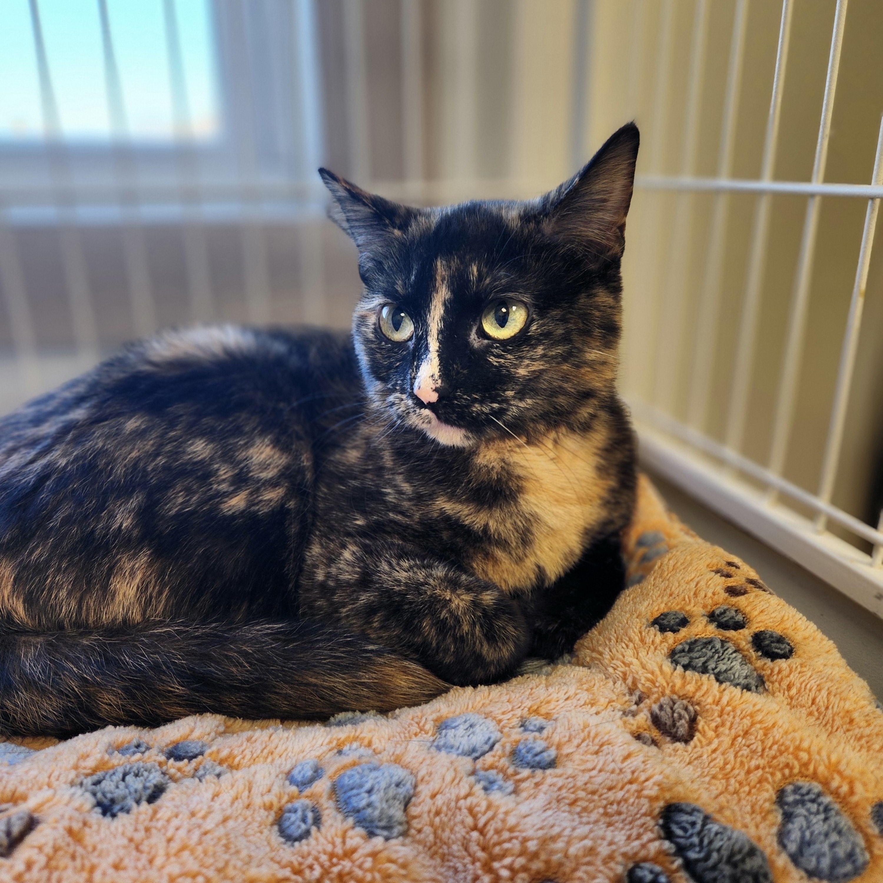Enlarge Cassie, a ADOPTABLE Tortoiseshell in Waupun, WI image 2/3