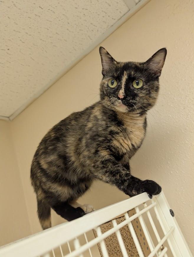 Enlarge Cassie, a Adoptable Tortoiseshell in Waupun, WI image 4/4