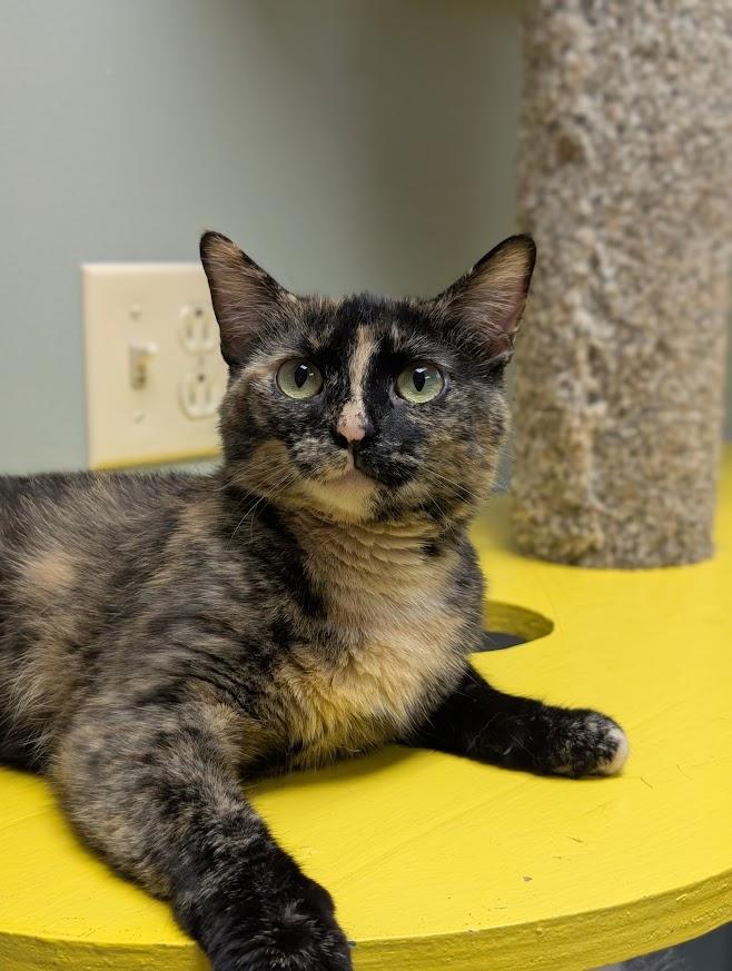 Enlarge Cassie, a Adoptable Tortoiseshell in Waupun, WI image 2/4