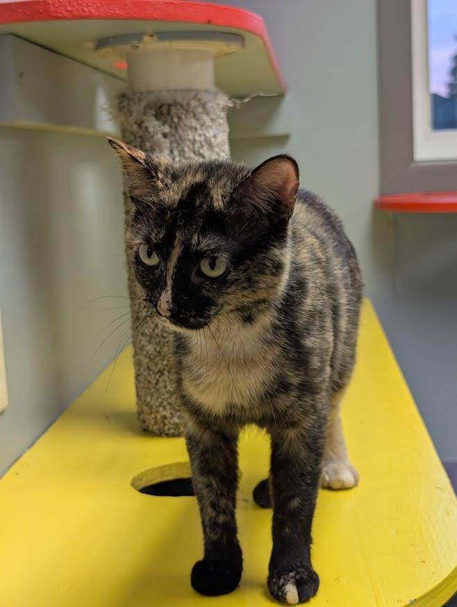 Enlarge Cassie, a Adoptable Tortoiseshell in Waupun, WI image 3/4