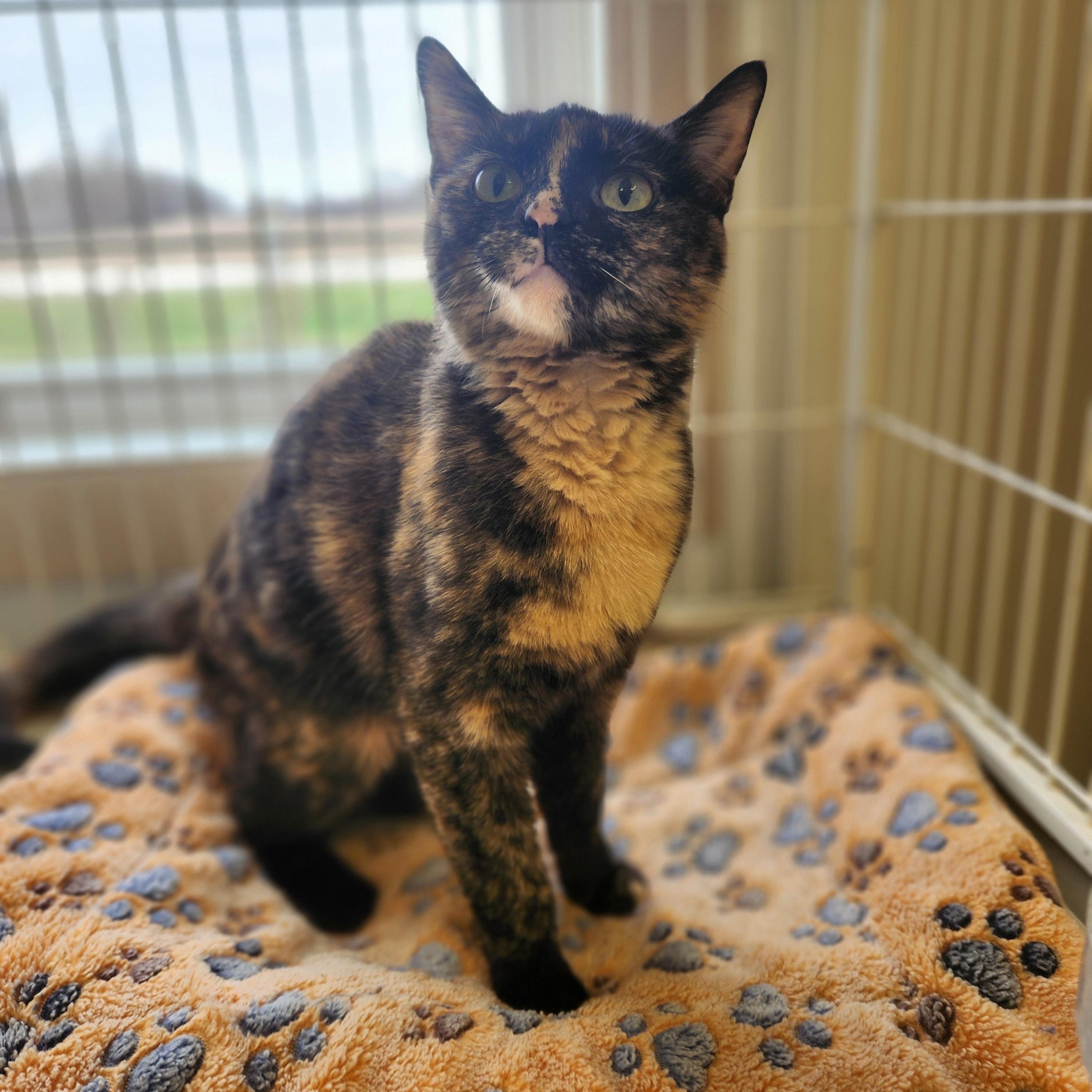 Enlarge Cassie, a ADOPTABLE Tortoiseshell in Waupun, WI image 1/3