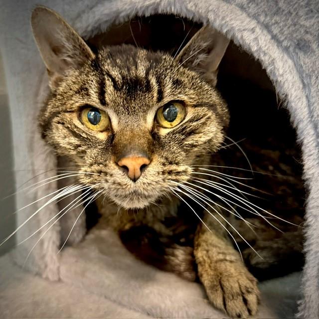 Enlarge Sir Arthur Richard Parker III, a Adoptable Tabby in New Westminster, BC image 2/4