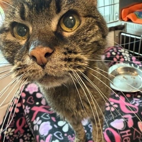 Enlarge Sir Arthur Richard Parker III, a Adoptable Tabby in New Westminster, BC image 3/4