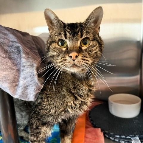 Sir Arthur Richard Parker III, Adoptable, Senior Male Tabby.
