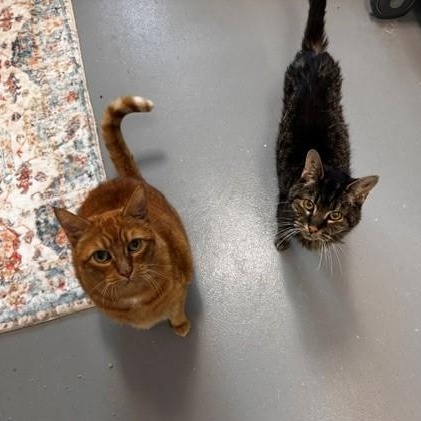 Enlarge Sir Arthur Richard Parker III, a Adoptable Tabby in New Westminster, BC image 4/4