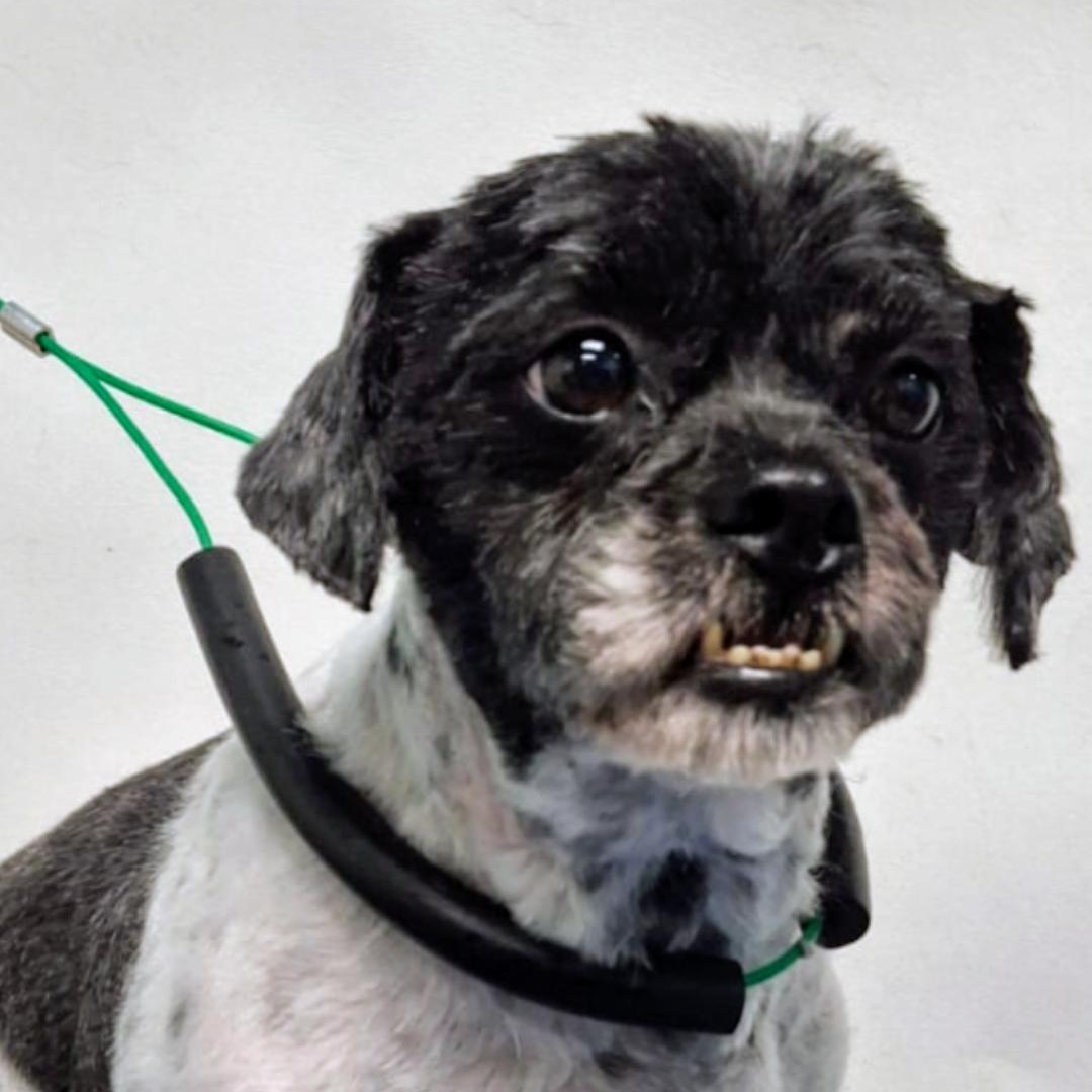 Gordon, a Adoptable mixed breed in Denver, CO image 1/2