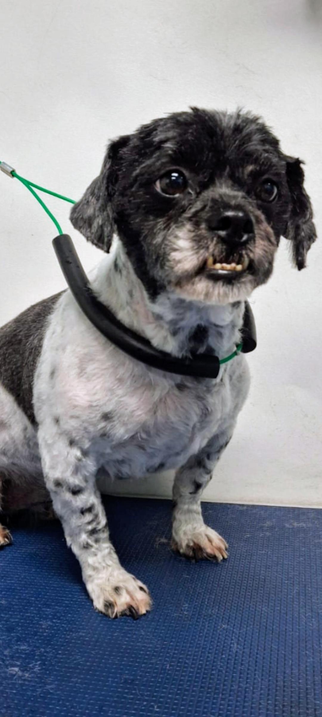 Gordon, an adoptable Pekingese in Denver, CO, 80216 | Photo Image 2