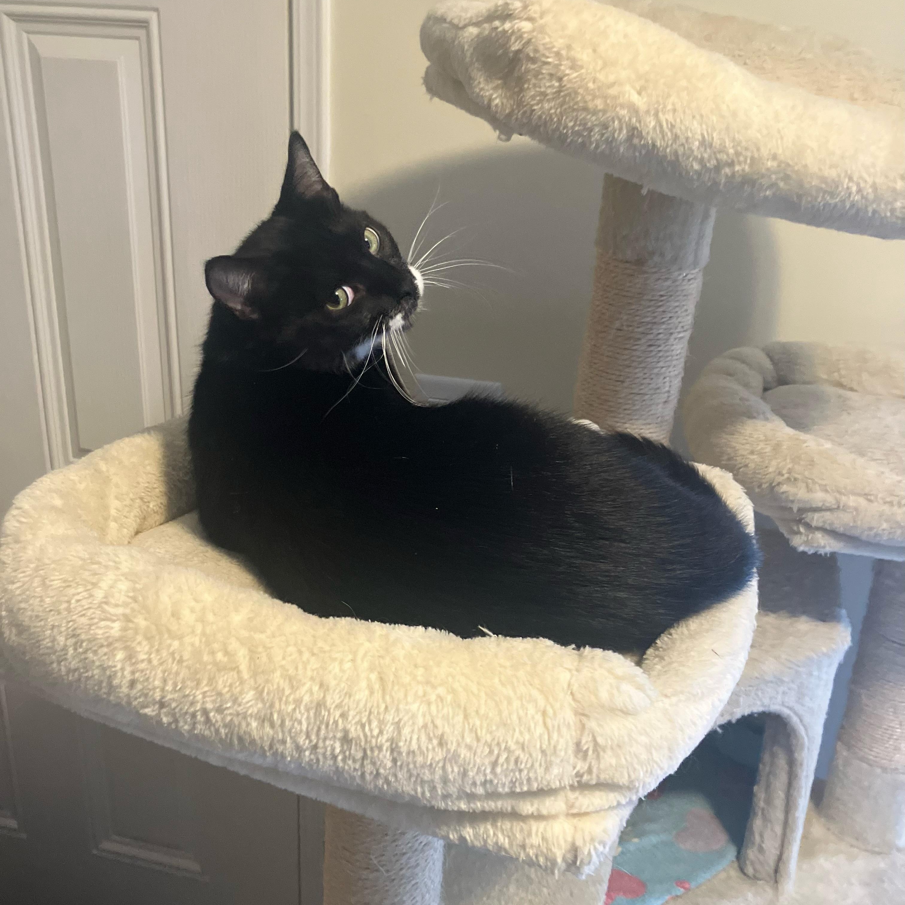 Enlarge Arlo, a Adoptable Tuxedo in Bangor, ME image 1/5