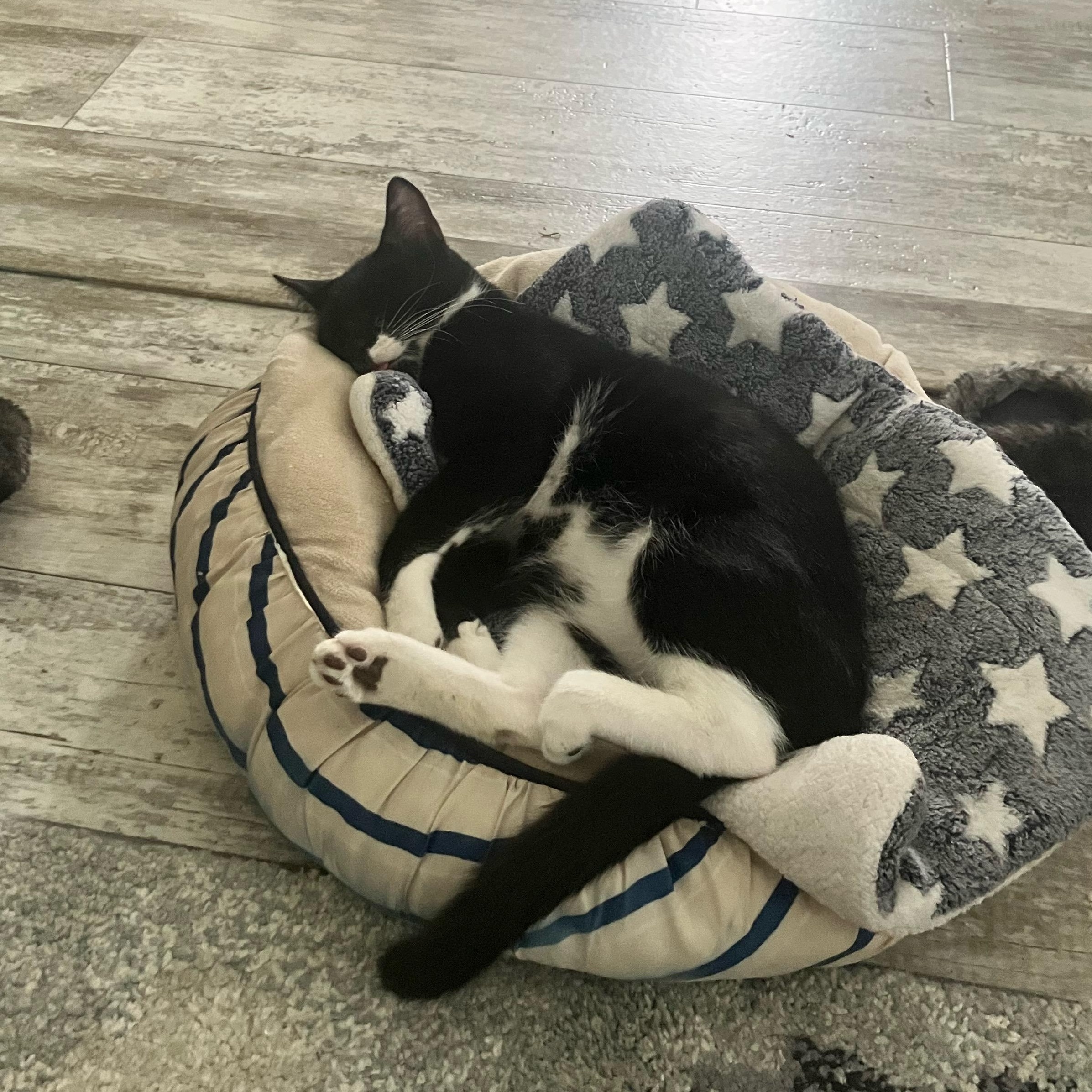 Enlarge Arlo, a Adoptable Tuxedo in Bangor, ME image 2/5