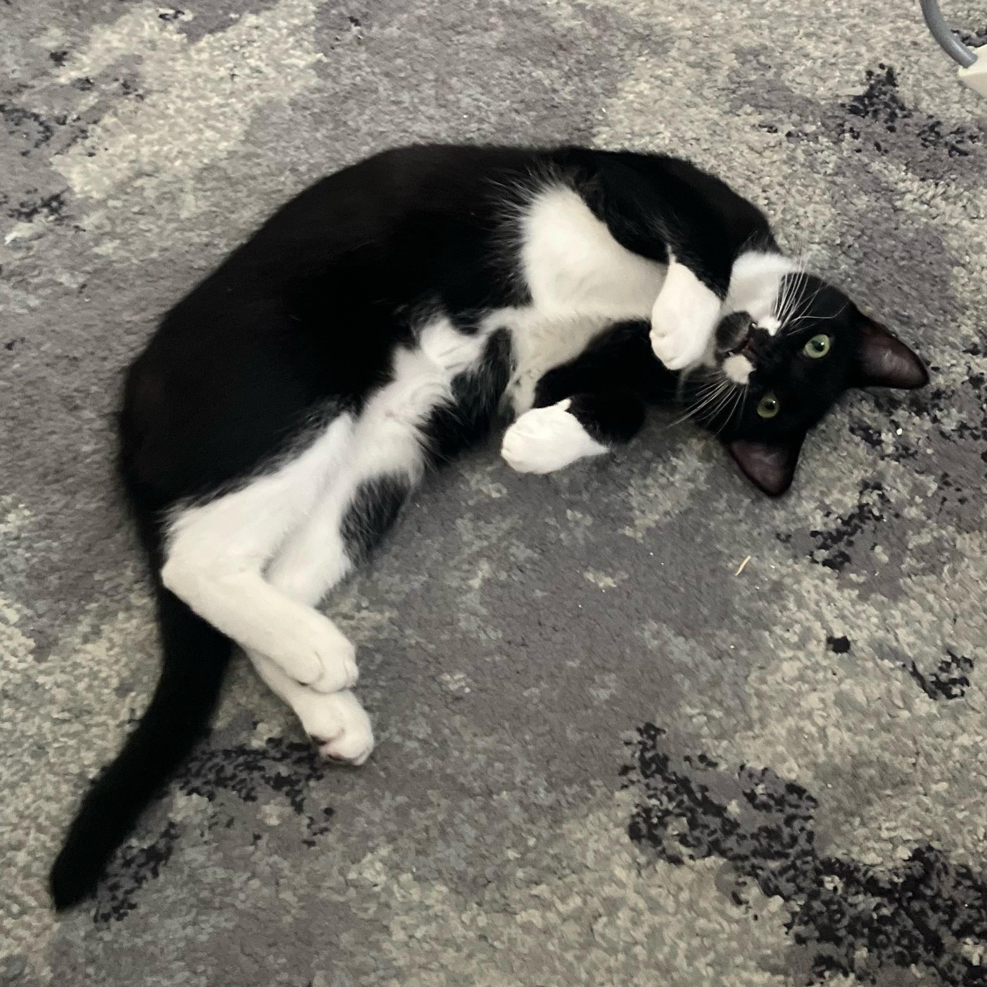 Enlarge Arlo, a Adoptable Tuxedo in Bangor, ME image 3/5