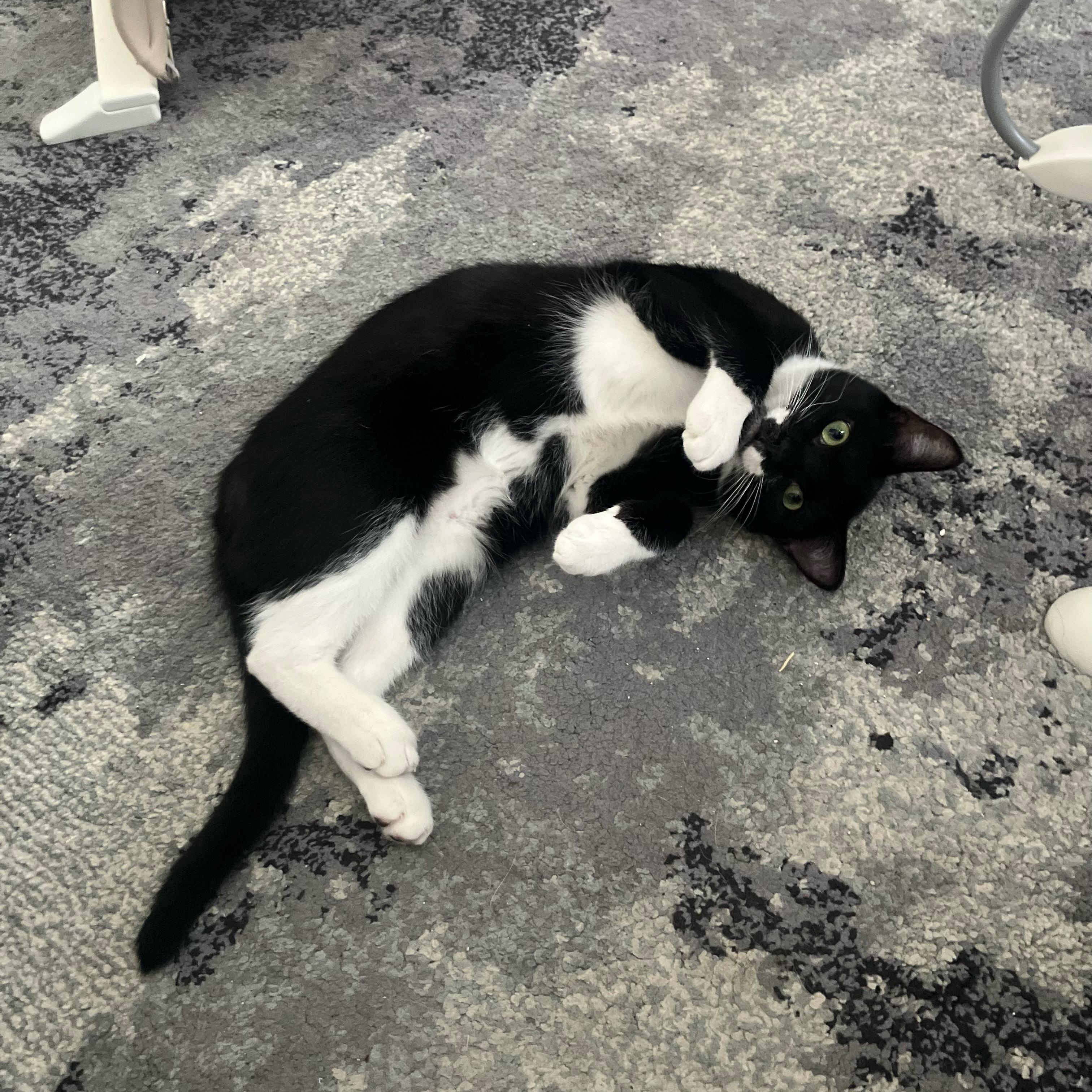 Enlarge Arlo, a Adoptable Tuxedo in Bangor, ME image 4/5